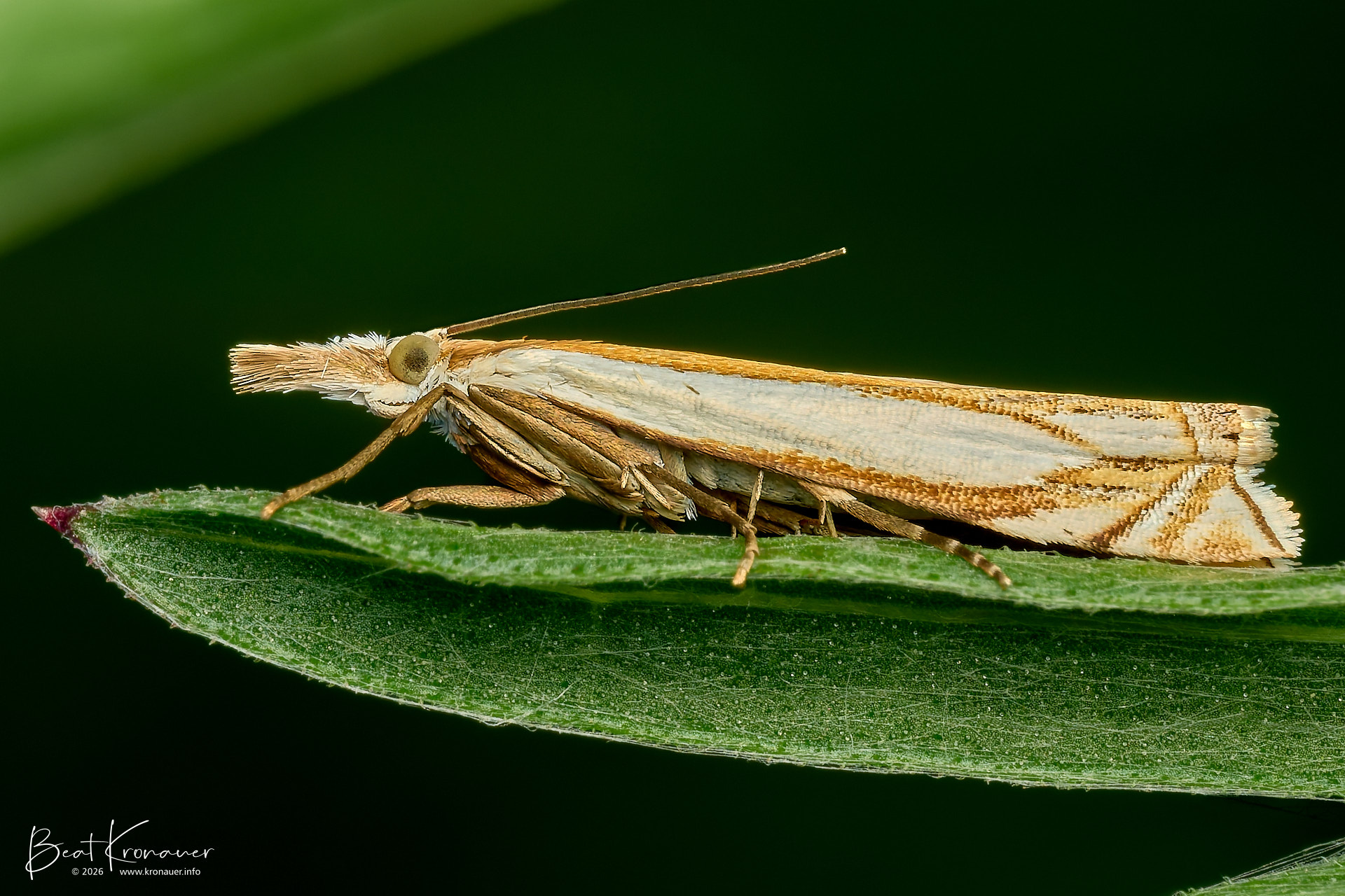 Gestreifter Wiesen-Graszünsler (Crambus pratella), Scarce Grass-moth, Studen, Schützenried, Hochmoor, Kanton Schwyz, Switzerland, Schmetterling Gestreifter Wiesen-Graszünsler (Crambus pratella), Scarce Grass-moth, Studen, Schützenried, Hochmoor, Kanton Schwyz, Switzerland, Schmetterling