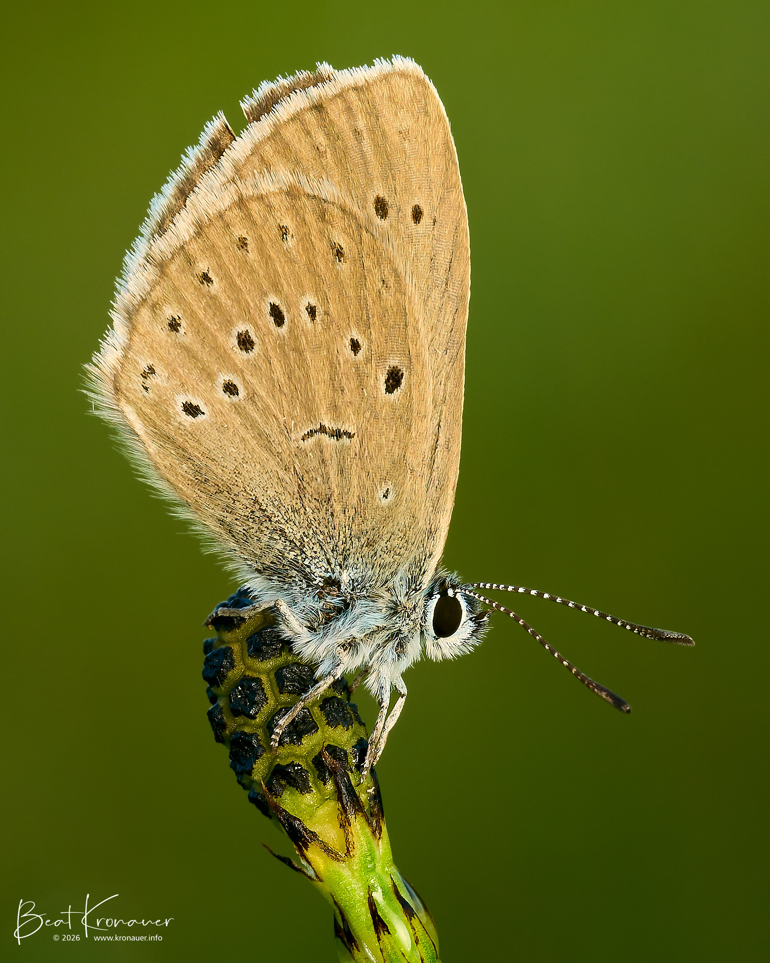 Dunkler Wiesenknopf-Ameisenbläuling (Phengaris nausithous), Dusky Large Blue, Studen, Schützenried, Hochmoor, Kanton Schwyz, Switzerland, Schmetterling Dunkler Wiesenknopf-Ameisenbläuling (Phengaris nausithous), Dusky Large Blue, Studen, Schützenried, Hochmoor, Kanton Schwyz, Switzerland, Schmetterling