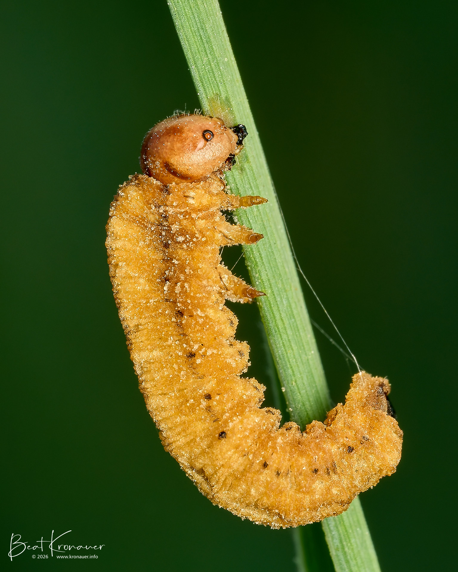 Echte Blattwespe (Tenthredinidae), Sawfly, braune Raupe, nicht näher bestimmt, Studen, Schützenried, Hochmoor, Kanton Schwyz, Switzerland, Hautflügler Echte Blattwespe (Tenthredinidae), Sawfly, braune Raupe, nicht näher bestimmt, Studen, Schützenried, Hochmoor, Kanton Schwyz, Switzerland, Hautflügler