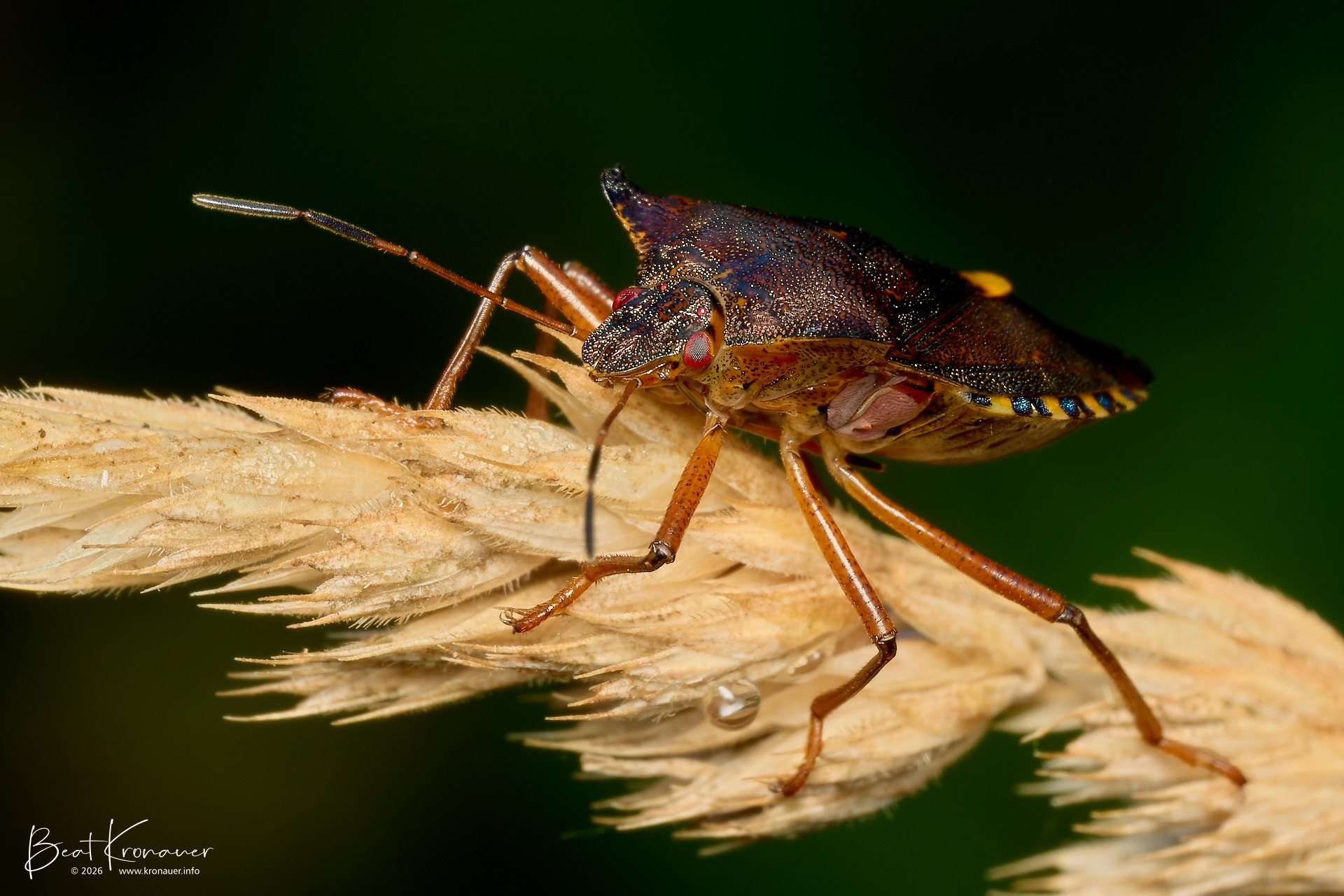 Rotbeinige Baumwanze (Pentatoma rufipes), Red-legged Shieldbug, Sihlwald, Naturerlebnispark Sihlwald, Kanton Zürich, Switzerland, Wanze Rotbeinige Baumwanze (Pentatoma rufipes), Red-legged Shieldbug, Sihlwald, Naturerlebnispark Sihlwald, Kanton Zürich, Switzerland, Wanze