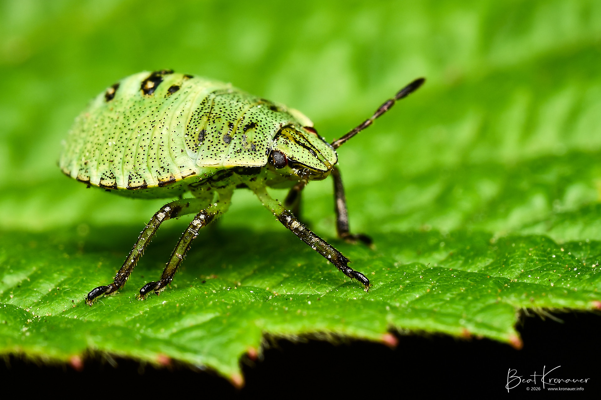 Grüne Stinkwanze (Palomena prasina), Gemeine Stinkwanze, Green Shield Bug, Nymphe, Sihlwald, Naturerlebnispark Sihlwald, Kanton Zürich, Switzerland, Wanze Grüne Stinkwanze (Palomena prasina), Gemeine Stinkwanze, Green Shield Bug, Nymphe, Sihlwald, Naturerlebnispark Sihlwald, Kanton Zürich, Switzerland, Wanze