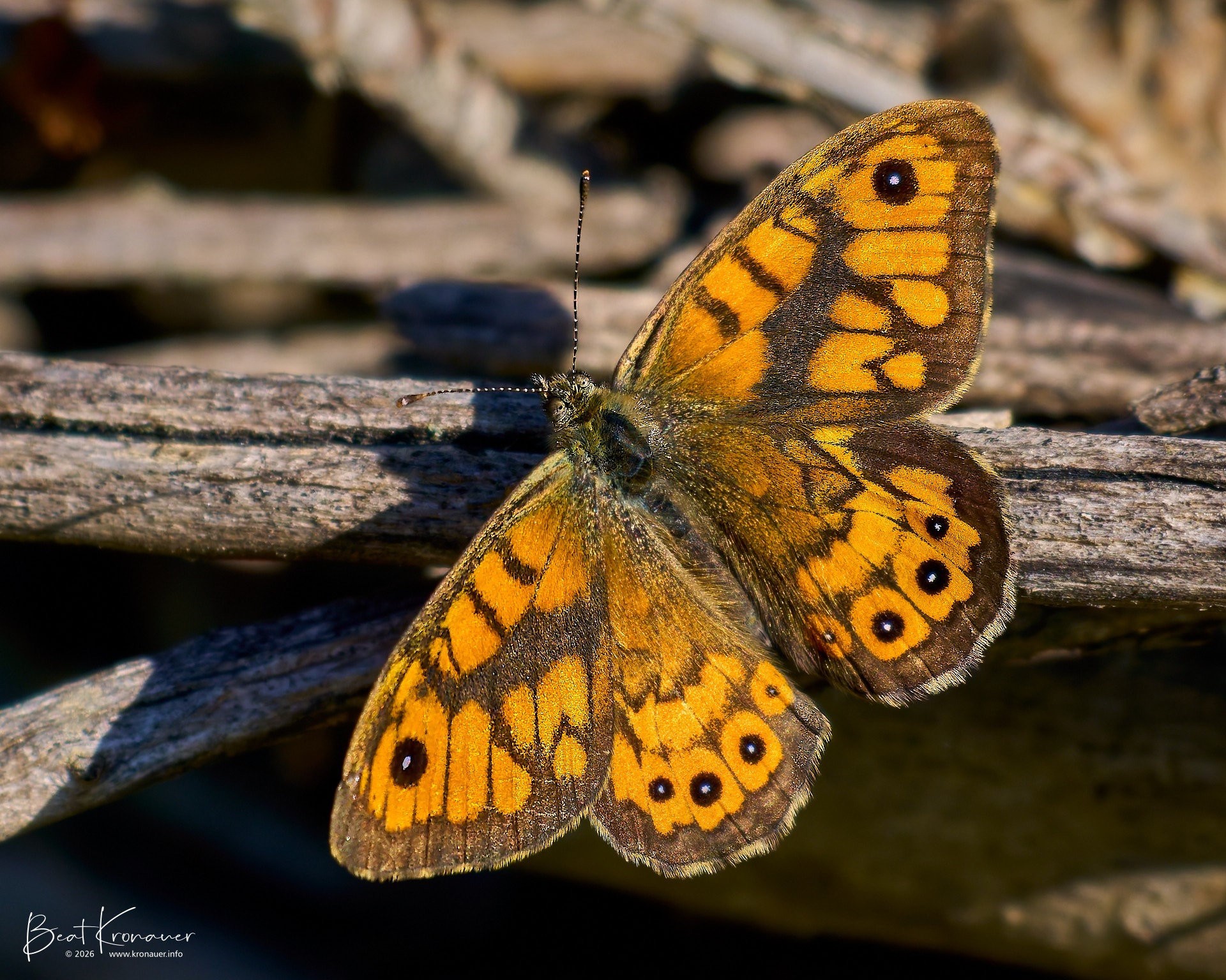 Mauerfuchs (Lasiommata megera), Wall Brown, Leuk, Leukerfeld, Kanton Wallis, Switzerland, Schmetterling Mauerfuchs (Lasiommata megera), Wall Brown, Leuk, Leukerfeld, Kanton Wallis, Switzerland, Schmetterling