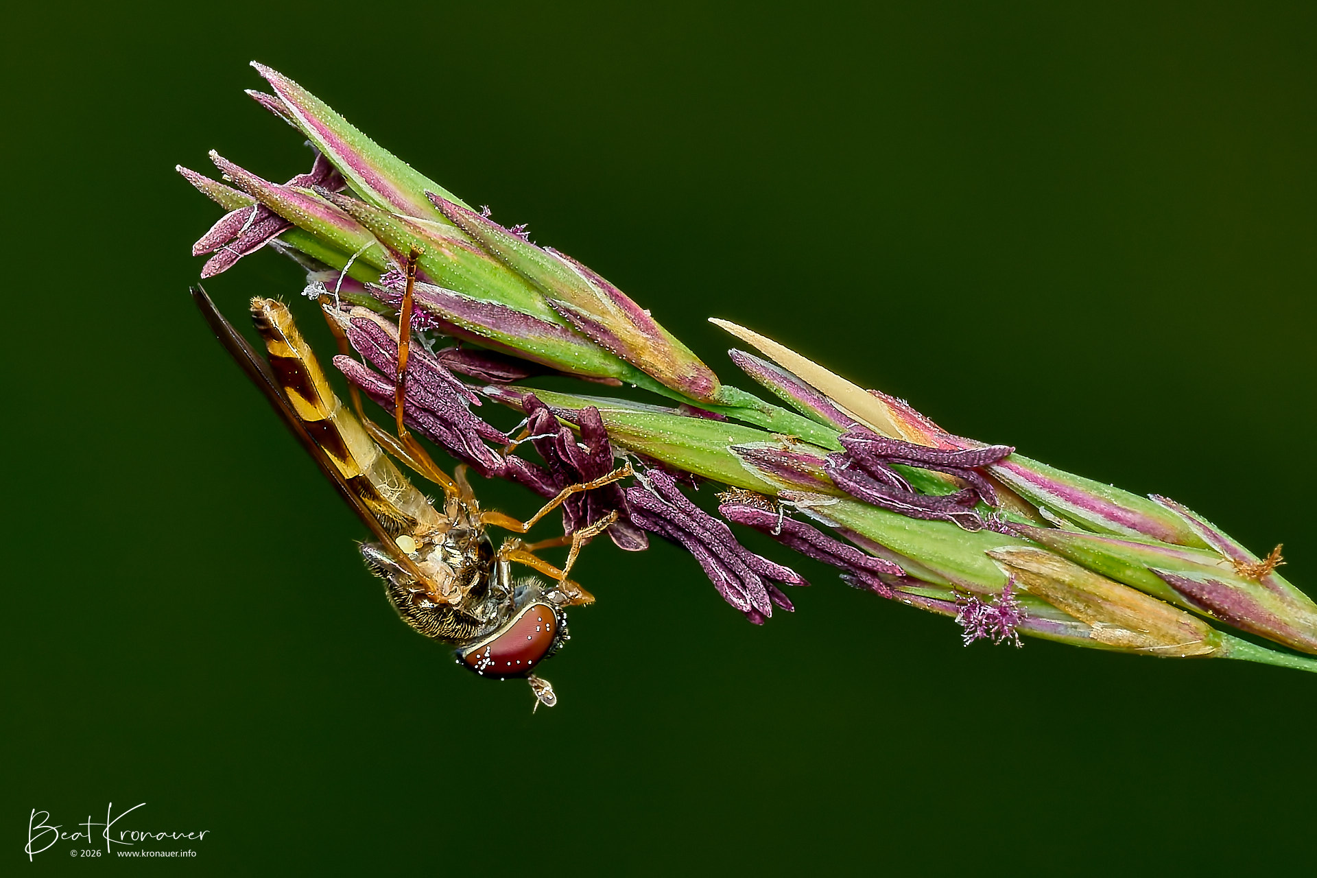 Schwebfliege (Syrphidae), Hoverfly, Goldau, Naturschutzgebiet Sägel-Schutt, Kanton Schwyz, Switzerland, Diptera, Zweiflügler Schwebfliege (Syrphidae), Hoverfly, Goldau, Naturschutzgebiet Sägel-Schutt, Kanton Schwyz, Switzerland, Diptera, Zweiflügler