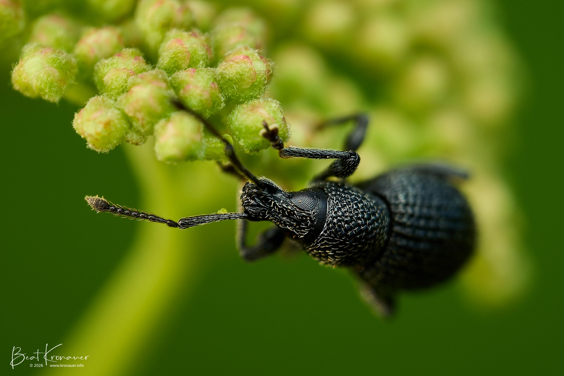 Gefurchter Dickmaulrüssler (Otiorhynchus sulcatus), Black Vine Weevil, Goldau, Naturschutzgebiet Sägel-Schutt, Kanton Schwyz, Switzerland, Käfer Gefurchter Dickmaulrüssler (Otiorhynchus sulcatus), Black Vine Weevil, Goldau, Naturschutzgebiet Sägel-Schutt, Kanton Schwyz, Switzerland, Käfer