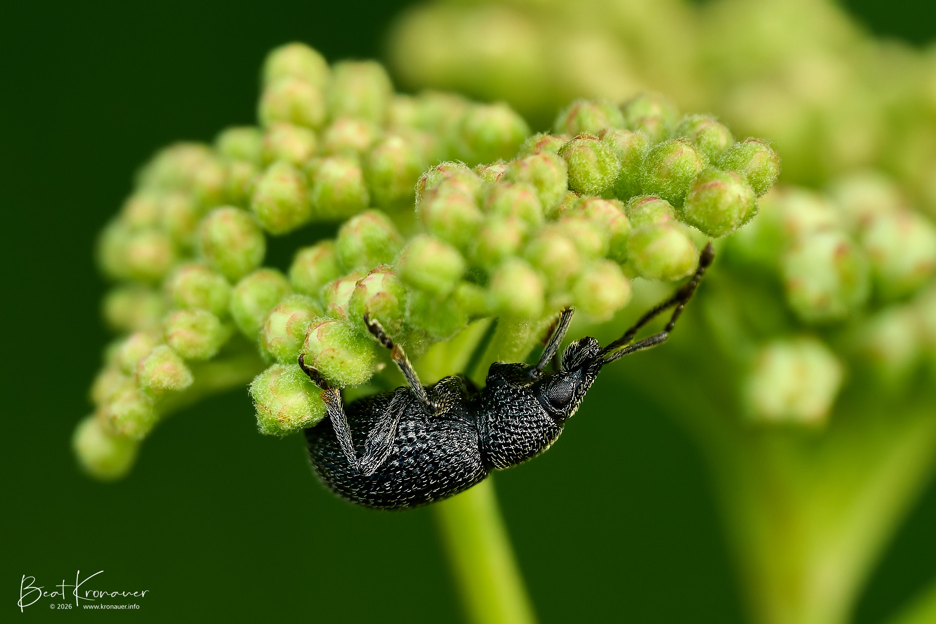 Gefurchter Dickmaulrüssler (Otiorhynchus sulcatus), Black Vine Weevil, Goldau, Naturschutzgebiet Sägel-Schutt, Kanton Schwyz, Switzerland, Käfer Gefurchter Dickmaulrüssler (Otiorhynchus sulcatus), Black Vine Weevil, Goldau, Naturschutzgebiet Sägel-Schutt, Kanton Schwyz, Switzerland, Käfer
