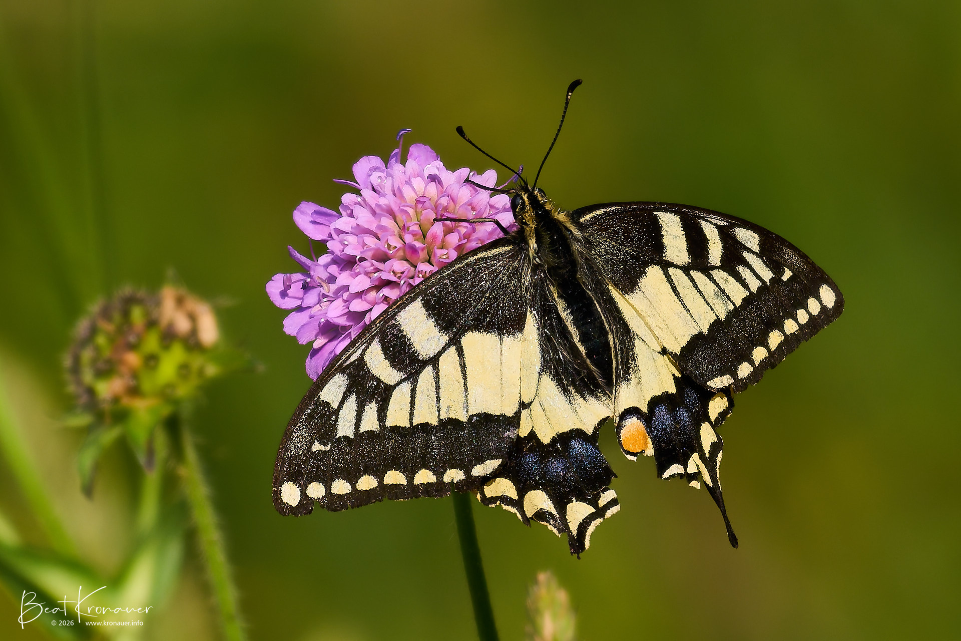 Schwalbenschwanz (Papilio machaon), Old World Swallowtail, Andermatt, Reussen, Kanton Uri, Switzerland, Schmetterling Schwalbenschwanz (Papilio machaon), Old World Swallowtail, Andermatt, Reussen, Kanton Uri, Switzerland, Schmetterling