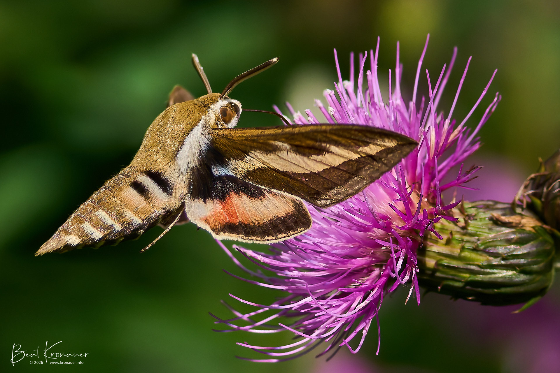 Labkrautschwärmer (Hyles gallii), Bedstraw Hawkmoth, Andermatt, Reussen, Kanton Uri, Switzerland, Schmetterling Labkrautschwärmer (Hyles gallii), Bedstraw Hawkmoth, Andermatt, Reussen, Kanton Uri, Switzerland, Schmetterling