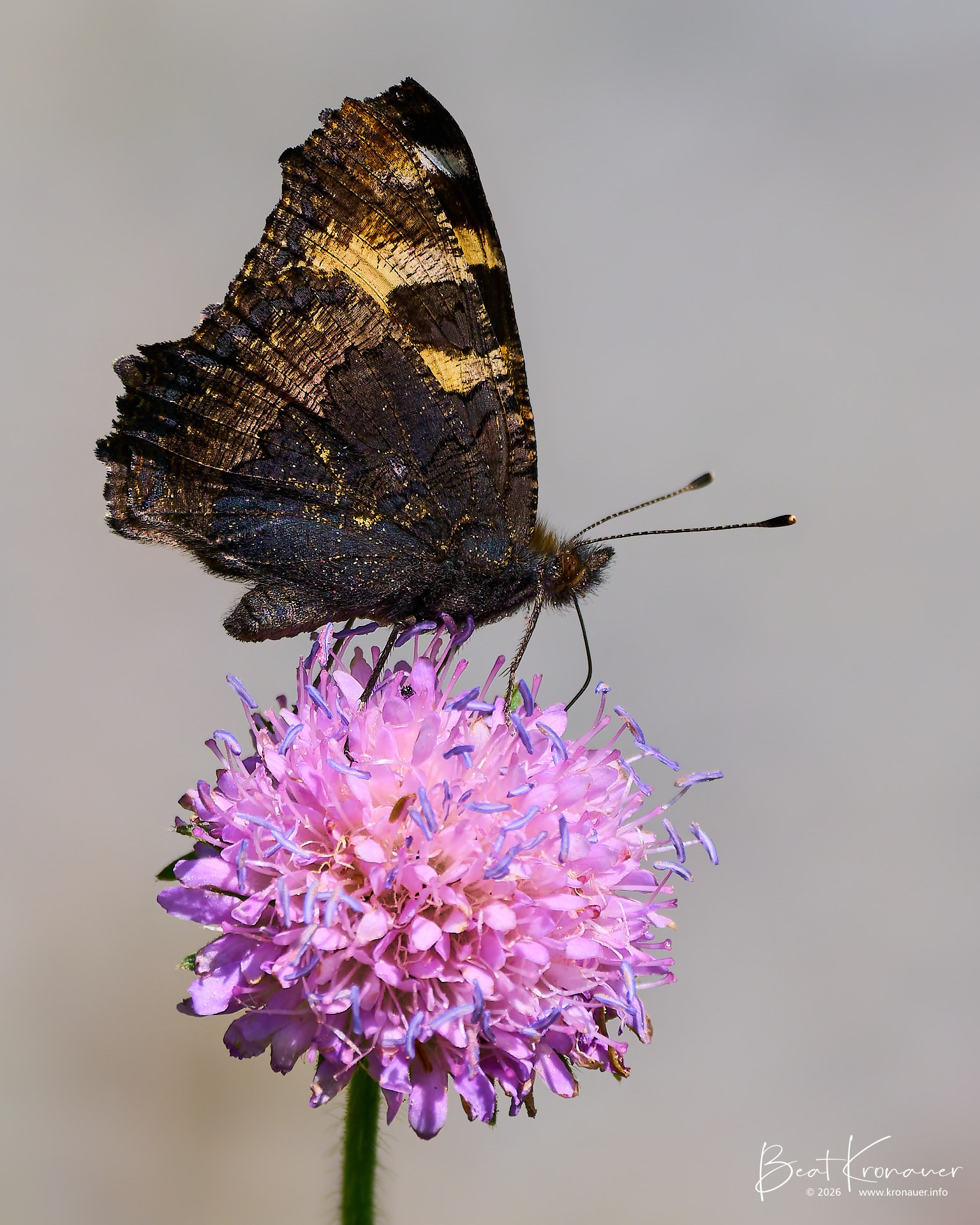 Kleiner Fuchs (Aglais urticae), Small Tortoiseshell, Andermatt, Reussen, Kanton Uri, Switzerland, Schmetterling Kleiner Fuchs (Aglais urticae), Small Tortoiseshell, Andermatt, Reussen, Kanton Uri, Switzerland, Schmetterling