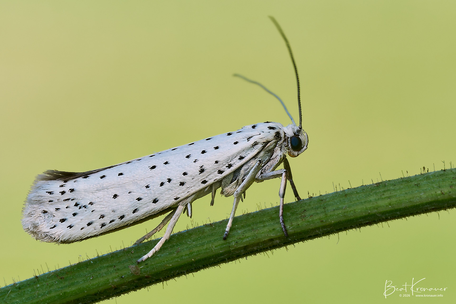 Traubenkirschen-Gespinstmotte (Yponomeuta evonymella), Bird-cherry Moth, Hospental, Zumdorf, Kanton Uri, Switzerland, Schmetterling Traubenkirschen-Gespinstmotte (Yponomeuta evonymella), Bird-cherry Moth, Hospental, Zumdorf, Kanton Uri, Switzerland, Schmetterling