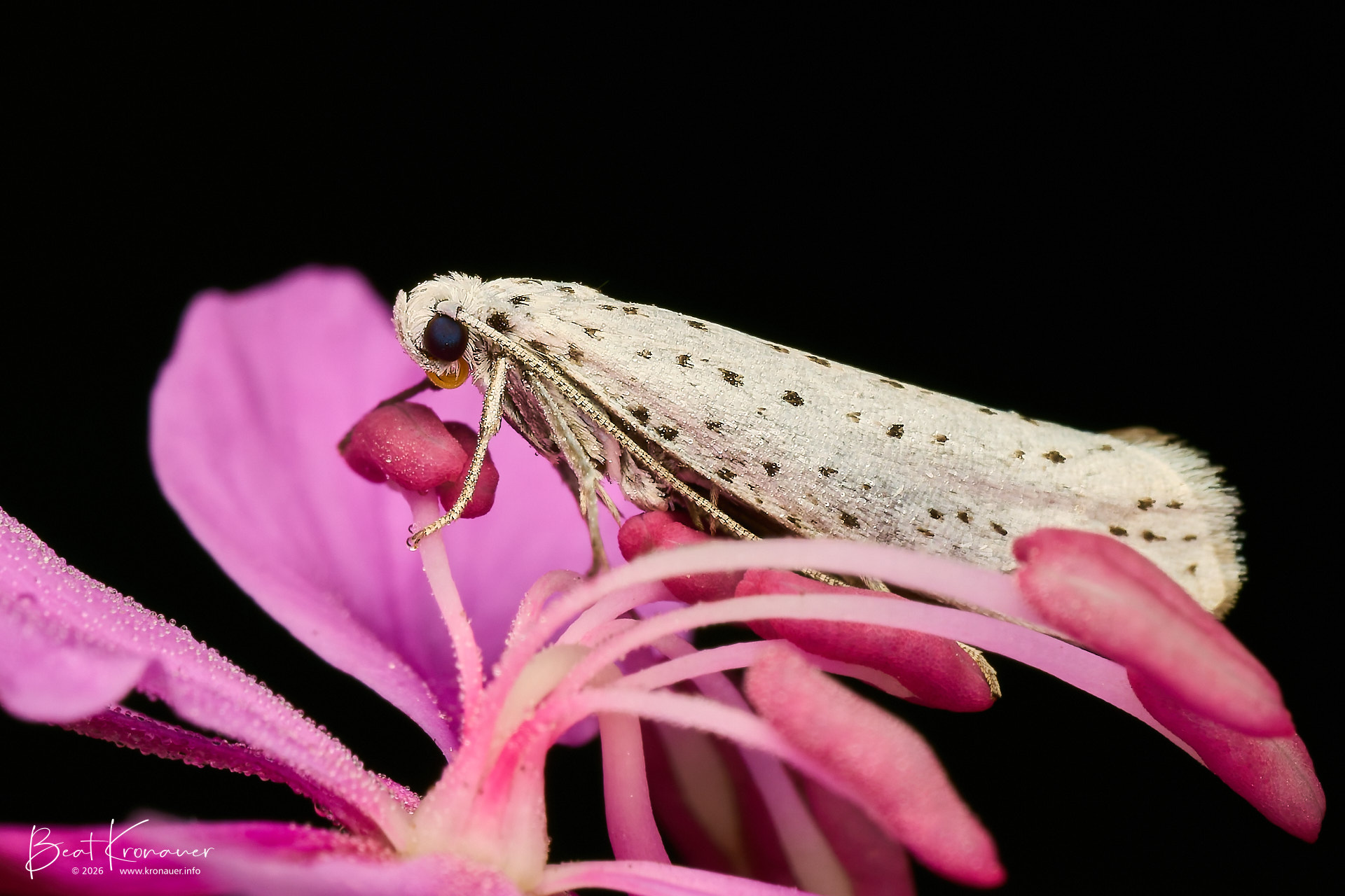 Traubenkirschen-Gespinstmotte (Yponomeuta evonymella), Bird-cherry Moth, Hospental, Zumdorf, Kanton Uri, Switzerland, Schmetterling Traubenkirschen-Gespinstmotte (Yponomeuta evonymella), Bird-cherry Moth, Hospental, Zumdorf, Kanton Uri, Switzerland, Schmetterling