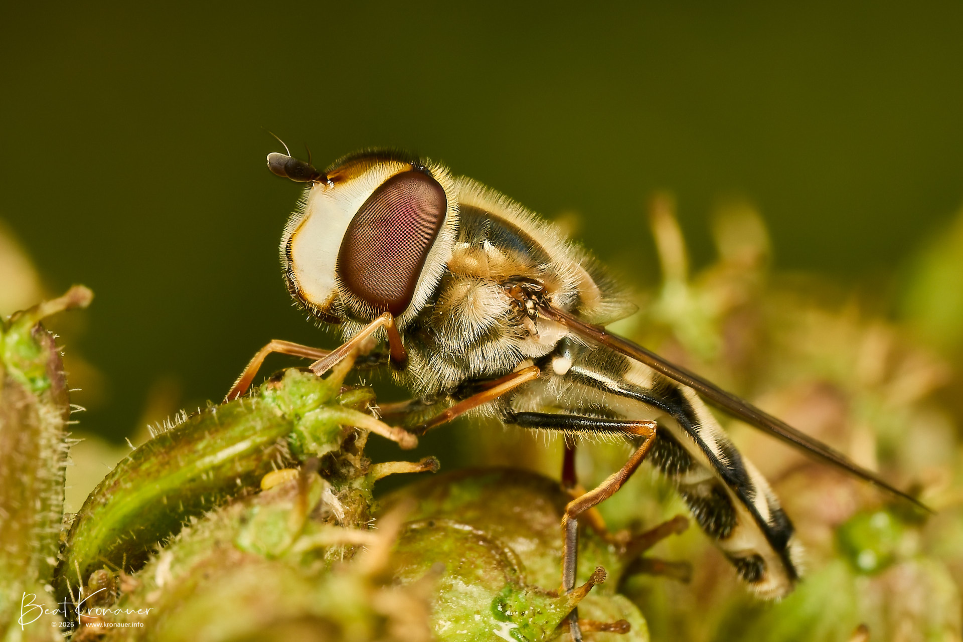 Schwebfliege (Syrphidae), Hoverfly, Hospental, Zumdorf, Kanton Uri, Switzerland, Zweiflügler Schwebfliege (Syrphidae), Hoverfly, Hospental, Zumdorf, Kanton Uri, Switzerland, Zweiflügler