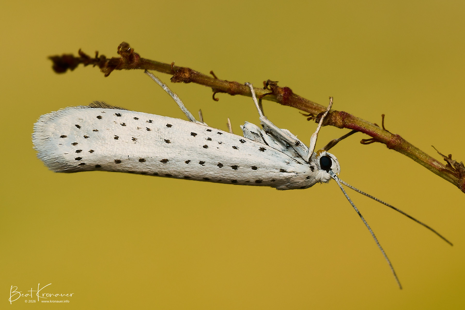 Traubenkirschen-Gespinstmotte (Yponomeuta evonymella), Bird-cherry Moth, Hospental, Zumdorf, Kanton Uri, Switzerland, Schmetterling Traubenkirschen-Gespinstmotte (Yponomeuta evonymella), Bird-cherry Moth, Hospental, Zumdorf, Kanton Uri, Switzerland, Schmetterling