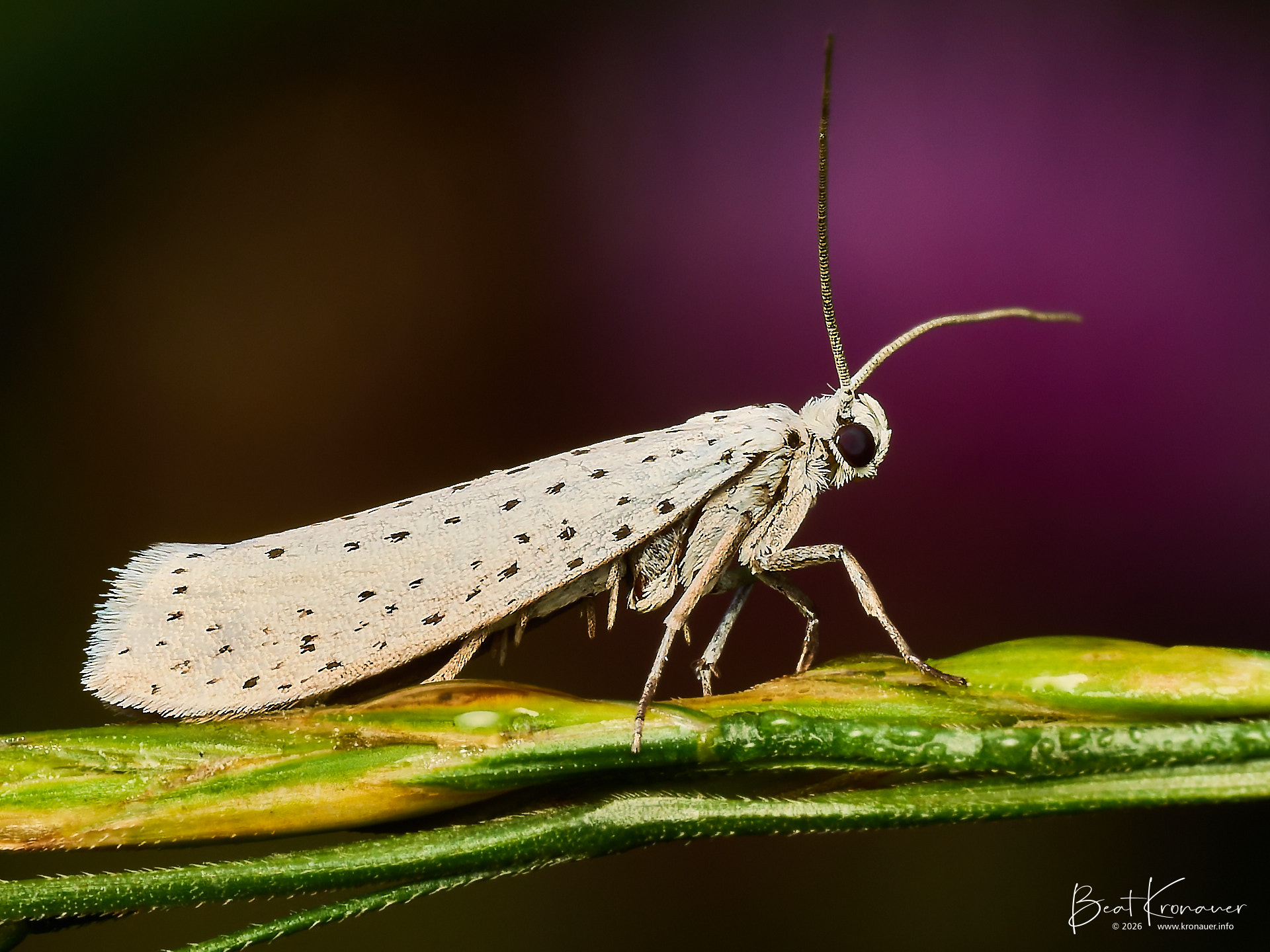 Traubenkirschen-Gespinstmotte (Yponomeuta evonymella), Bird-cherry Moth, Hospental, Zumdorf, Kanton Uri, Switzerland, Schmetterling Traubenkirschen-Gespinstmotte (Yponomeuta evonymella), Bird-cherry Moth, Hospental, Zumdorf, Kanton Uri, Switzerland, Schmetterling