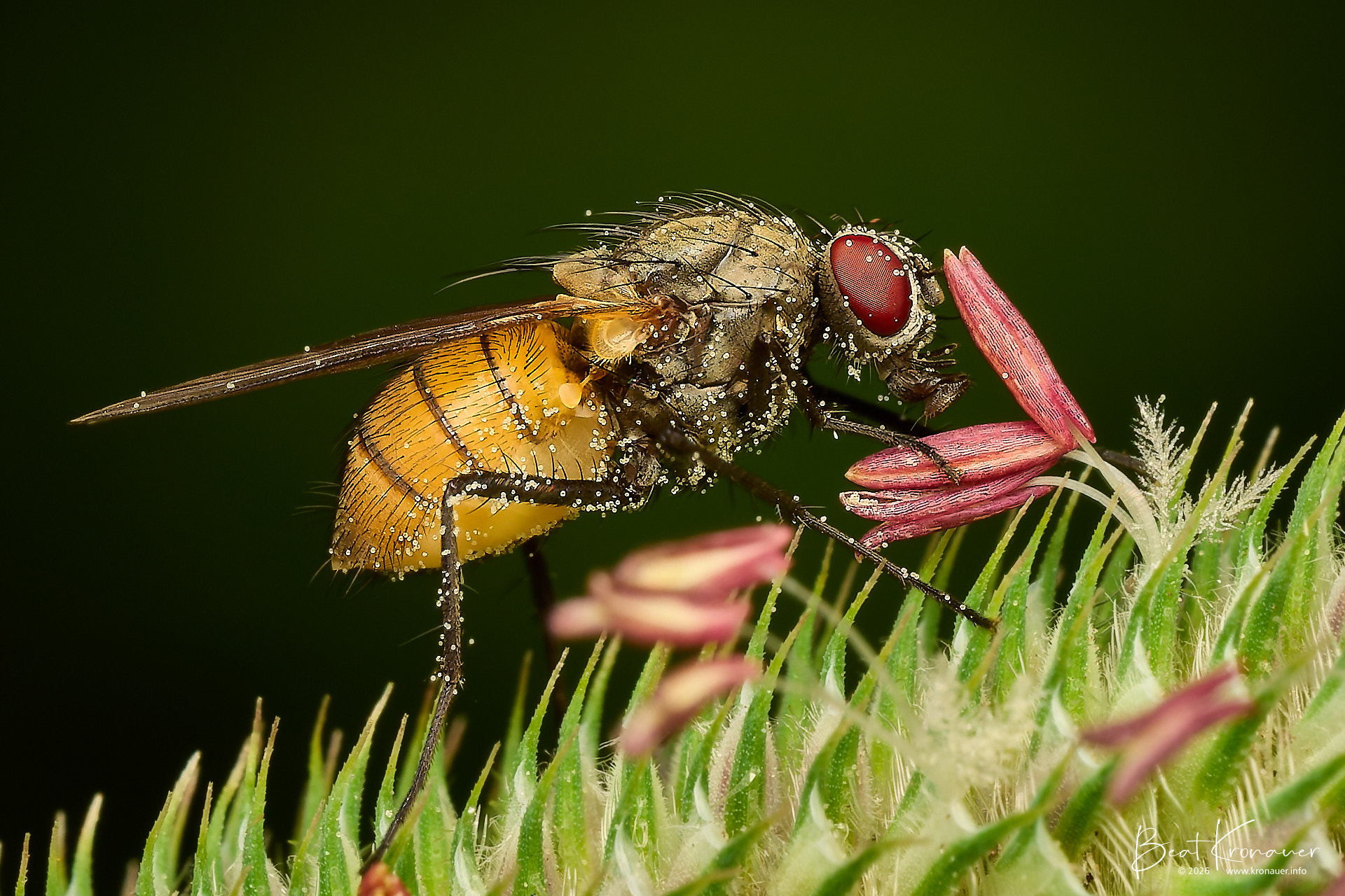 Blumenfliege (Anthomyiidae), Root-maggot Fly, Hospental, Zumdorf, Kanton Uri, Switzerland, Zweiflügler Blumenfliege (Anthomyiidae), Root-maggot Fly, Hospental, Zumdorf, Kanton Uri, Switzerland, Zweiflügler