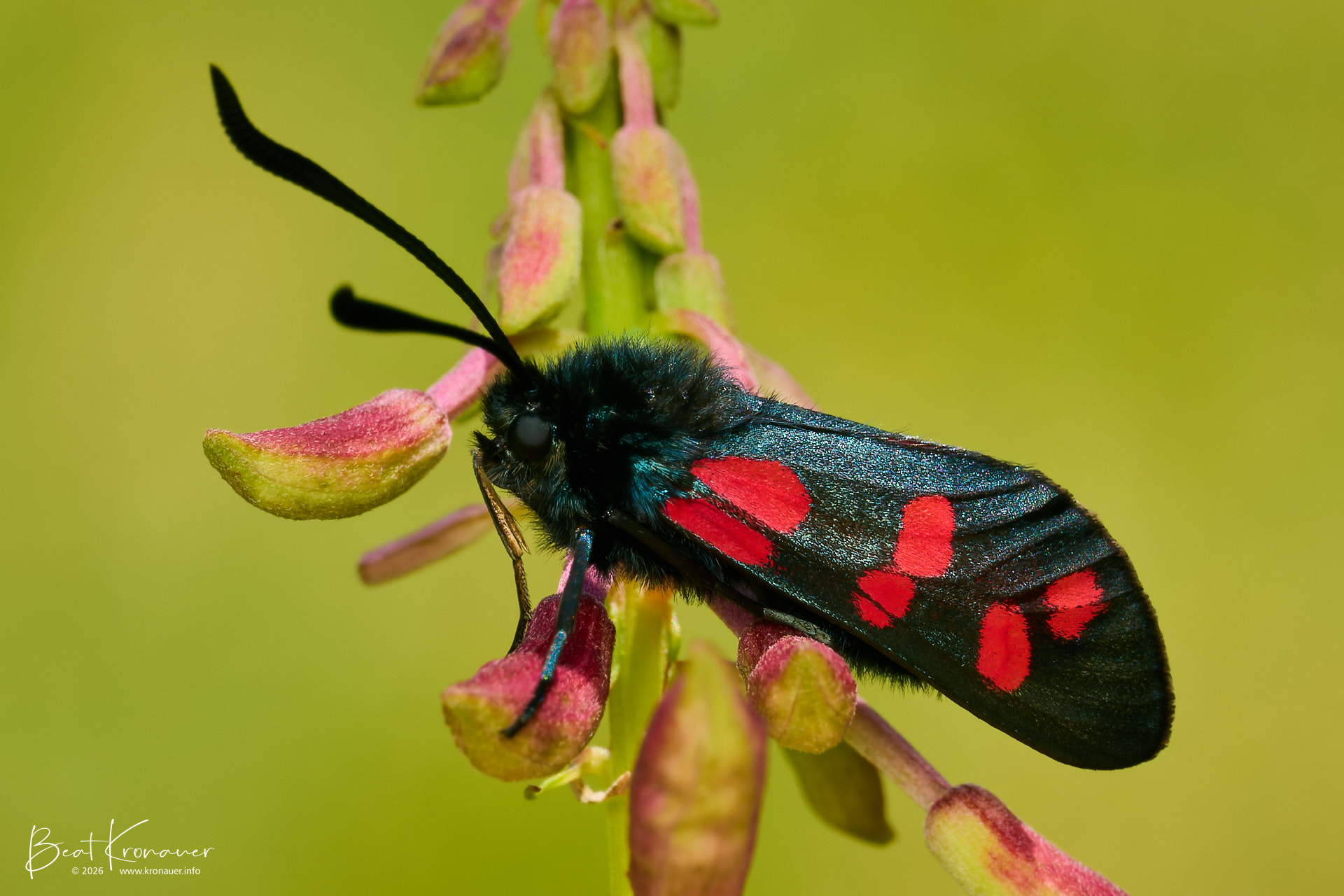 Sechsfleck-Widderchen (Zygaena filipendulae), Six-spot Burnet, Andermatt, Reussen, Kanton Uri, Switzerland, Schmetterling Sechsfleck-Widderchen (Zygaena filipendulae), Six-spot Burnet, Andermatt, Reussen, Kanton Uri, Switzerland, Schmetterling