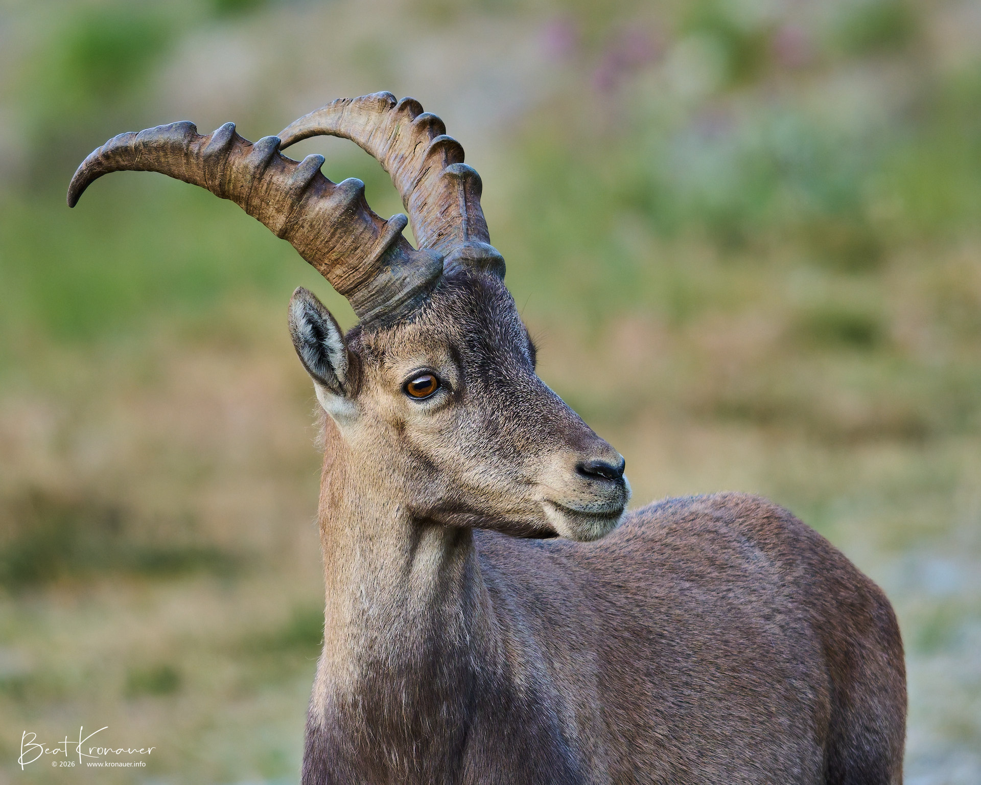 Alpensteinbock (Capra ibex), Alpine Ibex, Männchen, Bedretto, Nufenenpass, Kanton Tessin, Switzerland Alpensteinbock (Capra ibex), Alpine Ibex, Männchen, Bedretto, Nufenenpass, Kanton Tessin, Switzerland
