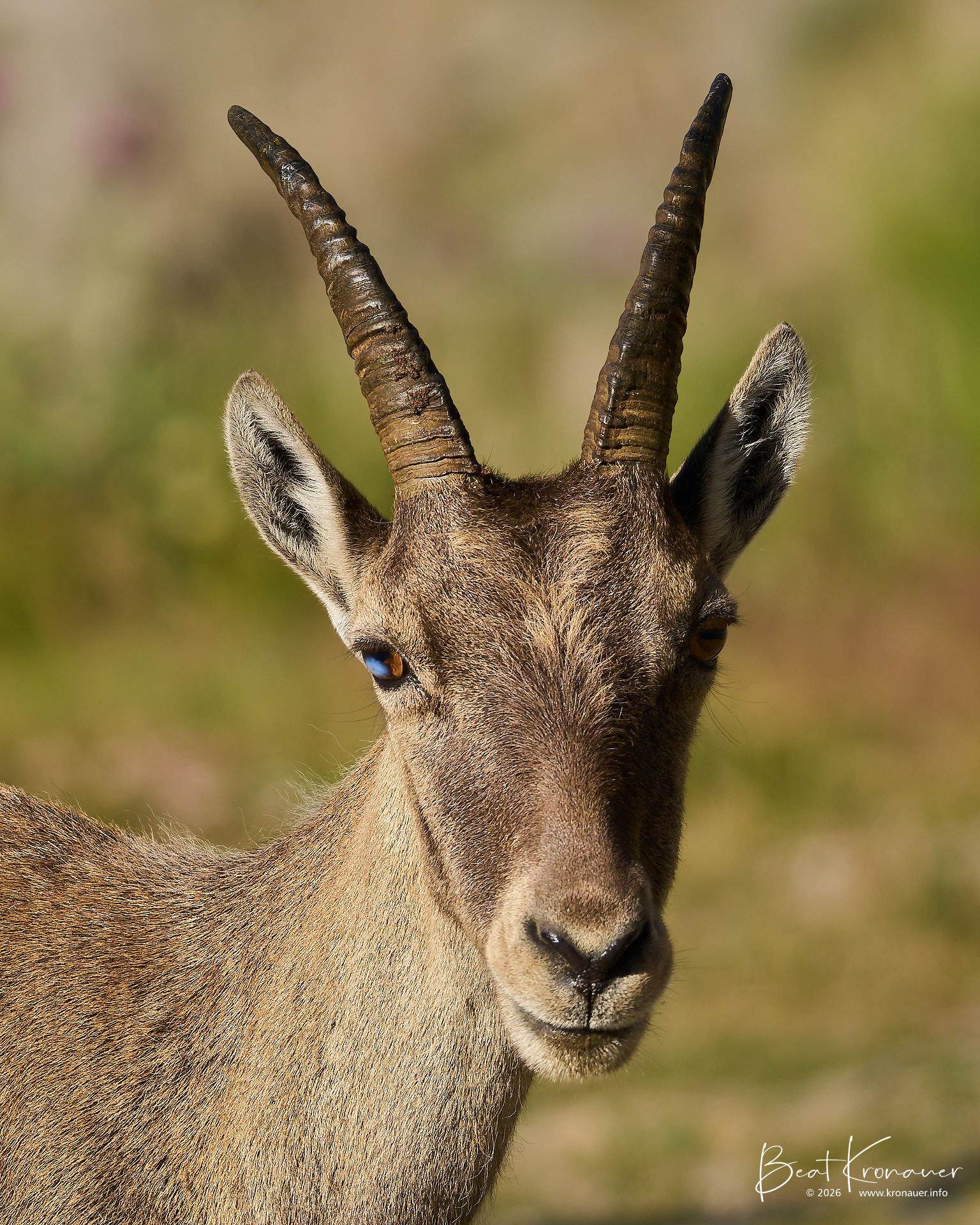 Alpensteinbock (Capra ibex), Alpine Ibex, Weibchen, Bedretto, Nufenenpass, Kanton Tessin, Switzerland Alpensteinbock (Capra ibex), Alpine Ibex, Weibchen, Bedretto, Nufenenpass, Kanton Tessin, Switzerland