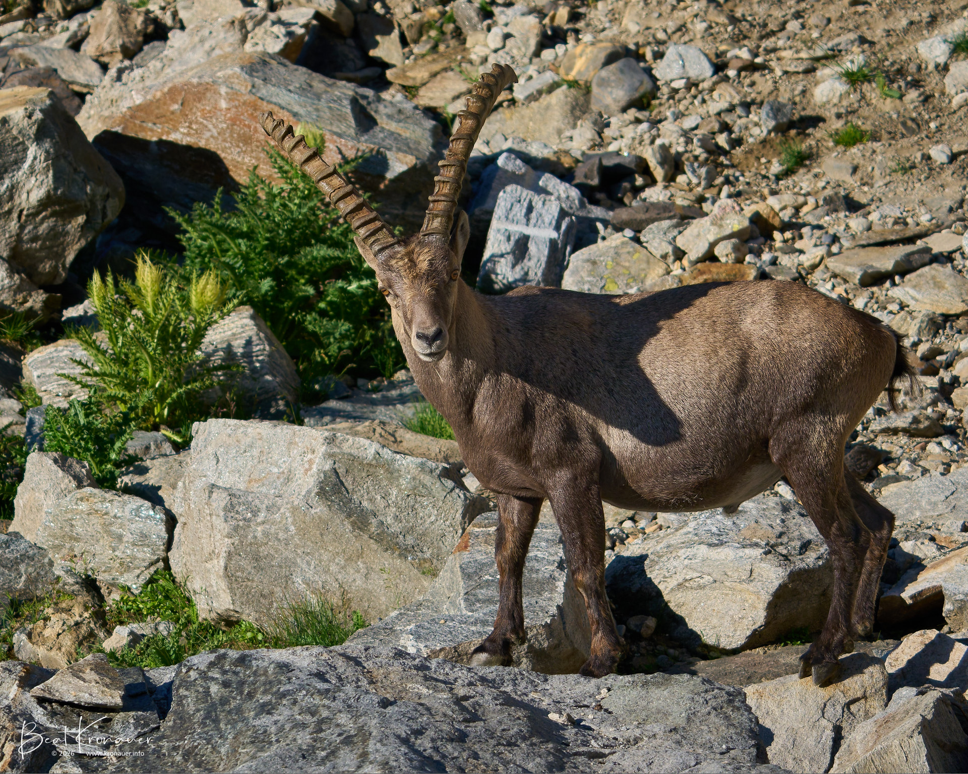 Alpensteinbock (Capra ibex), Alpine Ibex, Männchen, Bedretto, Nufenenpass, Kanton Tessin, Switzerland Alpensteinbock (Capra ibex), Alpine Ibex, Männchen, Bedretto, Nufenenpass, Kanton Tessin, Switzerland