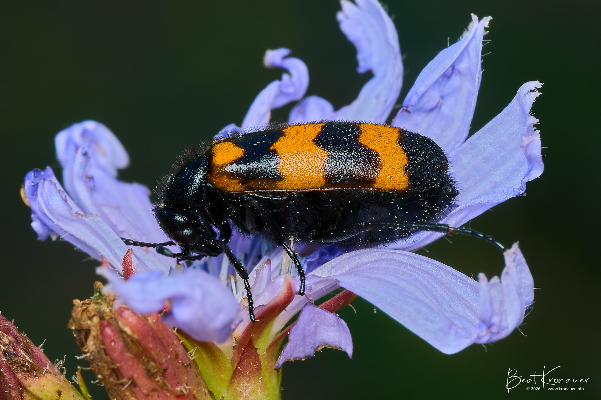Veränderlicher Ölkäfer (Mylabris variabilis), Variable Blister Beetle, Leuk, Leukerfeld, Kanton Wallis, Switzerland, Käfer Veränderlicher Ölkäfer (Mylabris variabilis), Variable Blister Beetle, Leuk, Leukerfeld, Kanton Wallis, Switzerland, Käfer