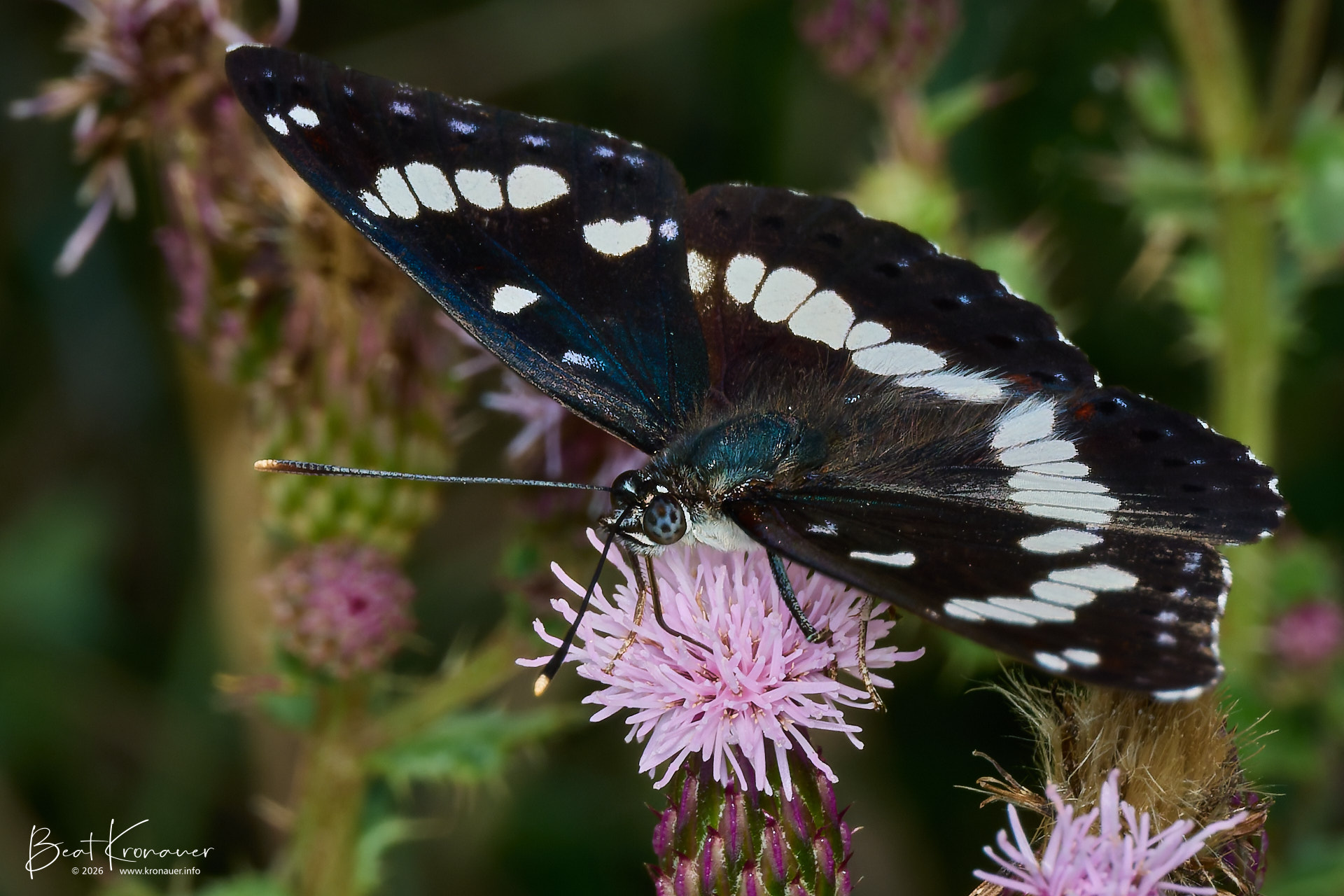 Blauschwarzer Eisvogel (Limenitis reducta), Southern White Admiral, Leuk, Leukerfeld, Kanton Wallis, Switzerland, Schmetterling Blauschwarzer Eisvogel (Limenitis reducta), Southern White Admiral, Leuk, Leukerfeld, Kanton Wallis, Switzerland, Schmetterling