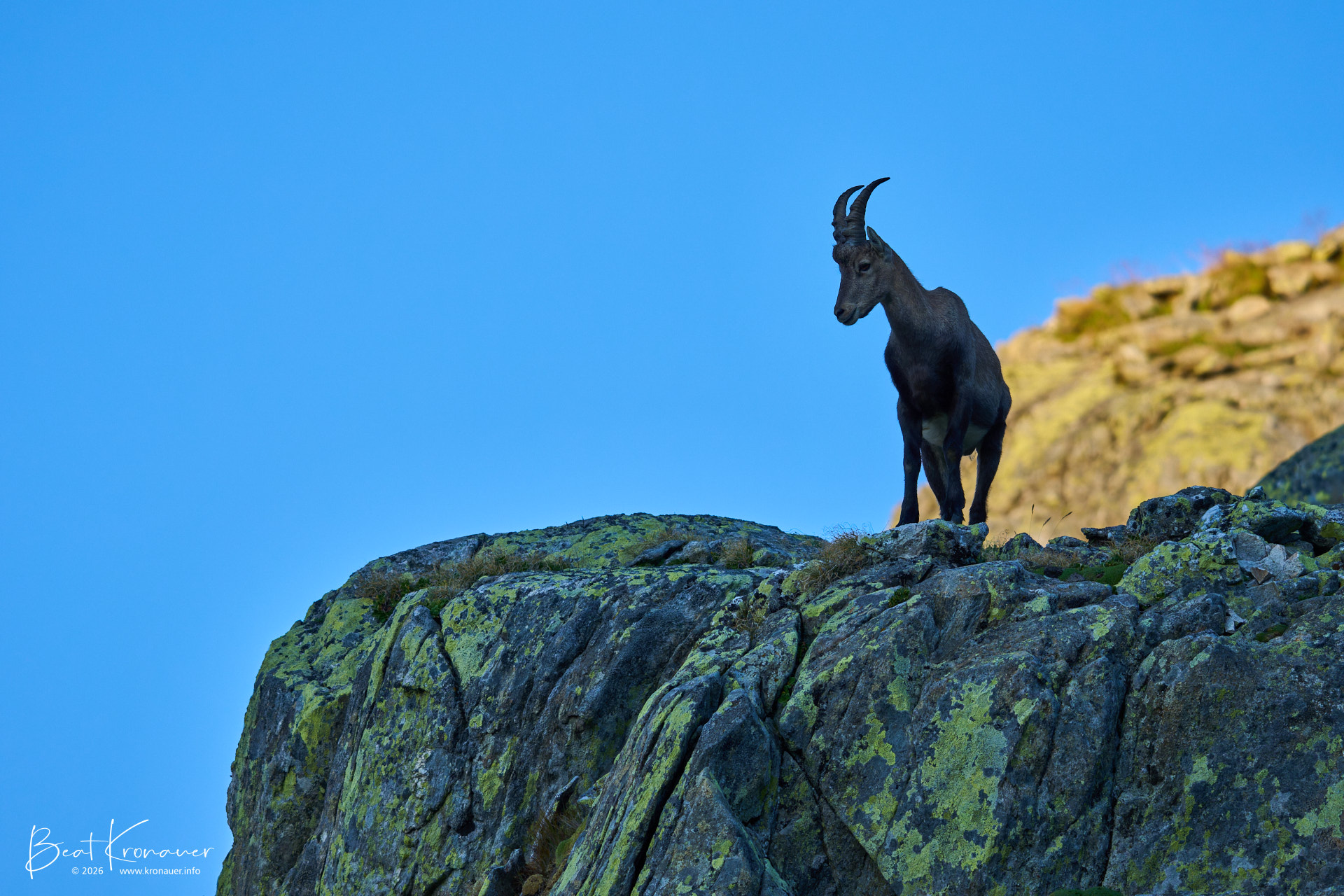 Alpensteinbock (Capra ibex), Alpine Ibex, Männchen, Bedretto, Nufenenpass, Kanton Tessin, Switzerland Alpensteinbock (Capra ibex), Alpine Ibex, Männchen, Bedretto, Nufenenpass, Kanton Tessin, Switzerland