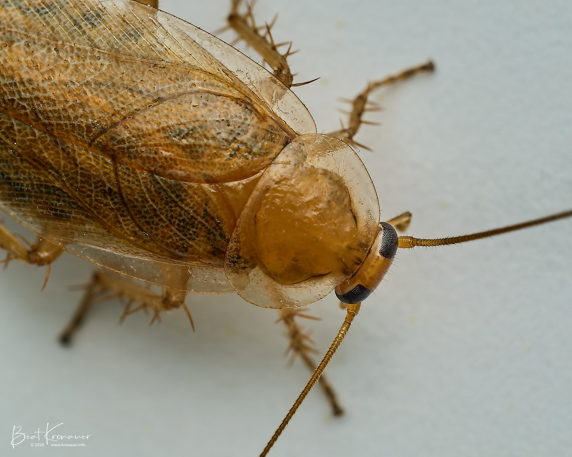 Bernstein-Waldschabe (Ectobius vittiventris), Bürglen, Kanton Uri, Switzerland, Schabe Bernstein-Waldschabe (Ectobius vittiventris), Bürglen, Kanton Uri, Switzerland, Schabe