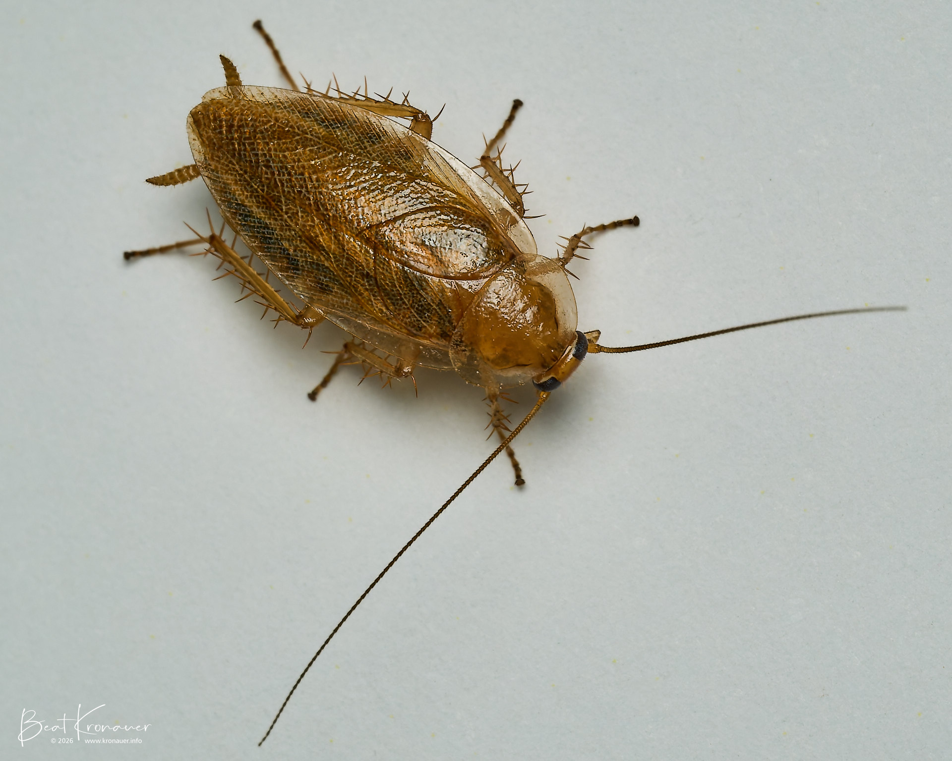 Bernstein-Waldschabe (Ectobius vittiventris), Bürglen, Kanton Uri, Switzerland, Schabe Bernstein-Waldschabe (Ectobius vittiventris), Bürglen, Kanton Uri, Switzerland, Schabe