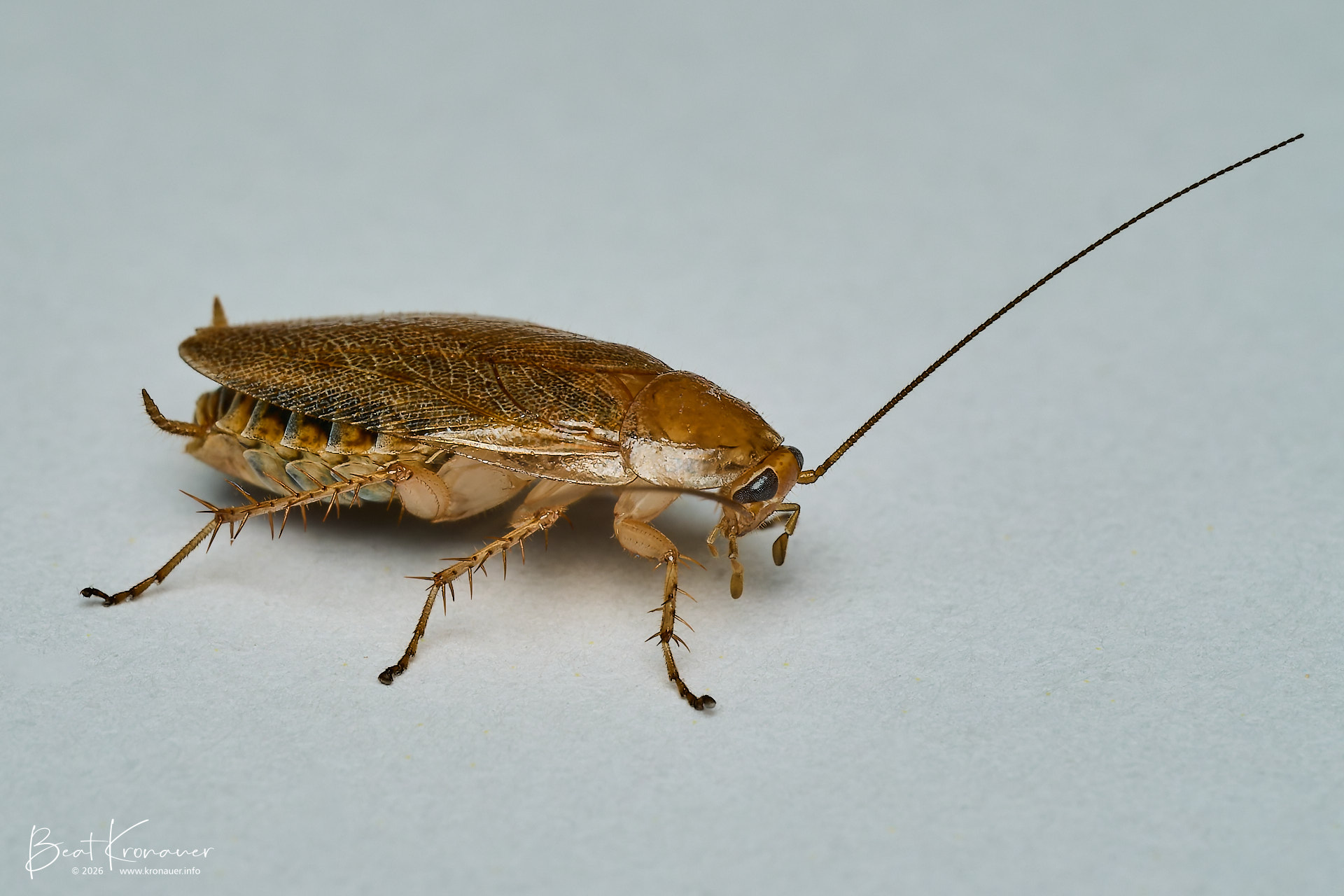 Bernstein-Waldschabe (Ectobius vittiventris), Bürglen, Kanton Uri, Switzerland, Schabe Bernstein-Waldschabe (Ectobius vittiventris), Bürglen, Kanton Uri, Switzerland, Schabe