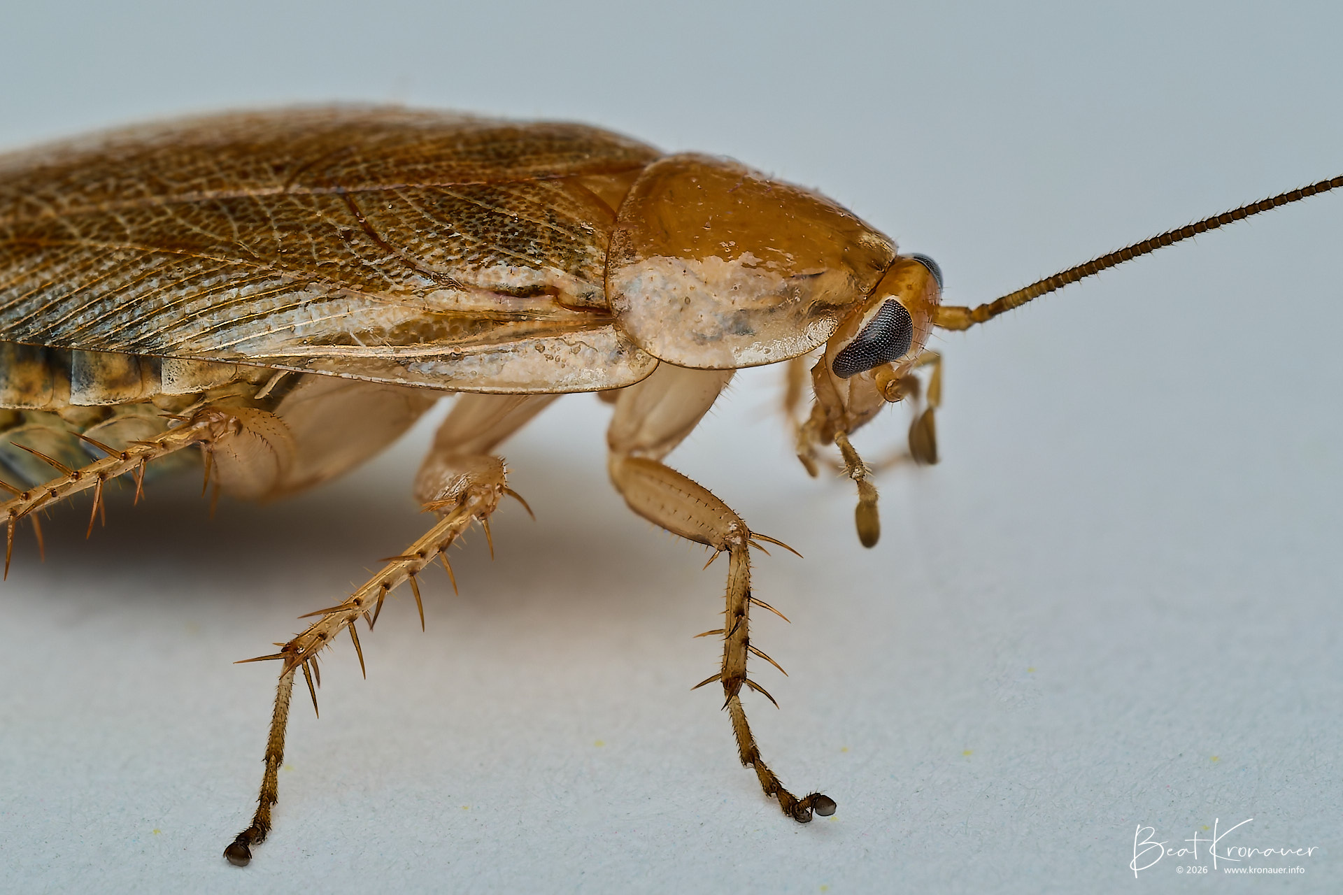 Bernstein-Waldschabe (Ectobius vittiventris), Bürglen, Kanton Uri, Switzerland, Schabe Bernstein-Waldschabe (Ectobius vittiventris), Bürglen, Kanton Uri, Switzerland, Schabe