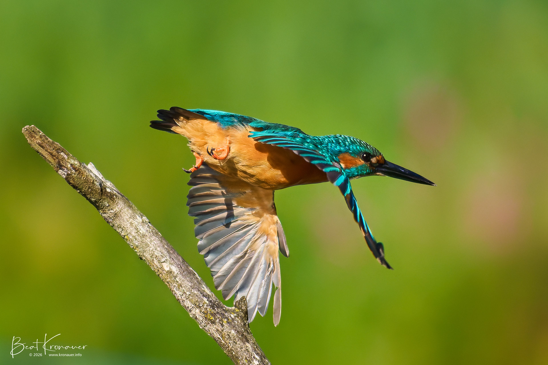 Eisvogel (Alcedo atthis), Common Kingfisher, Männchen, im Flug, Unterlunkhofen, Flachsee, Kanton Aargau, Switzerland, Vogel Eisvogel (Alcedo atthis), Common Kingfisher, Männchen, im Flug, Unterlunkhofen, Flachsee, Kanton Aargau, Switzerland, Vogel