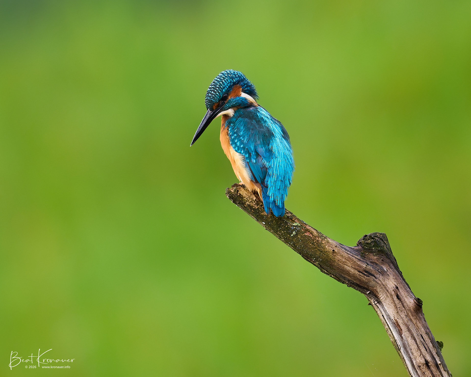 Eisvogel (Alcedo atthis), Common Kingfisher, Männchen, Unterlunkhofen, Flachsee, Kanton Aargau, Switzerland, Vogel Eisvogel (Alcedo atthis), Common Kingfisher, Männchen, Unterlunkhofen, Flachsee, Kanton Aargau, Switzerland, Vogel