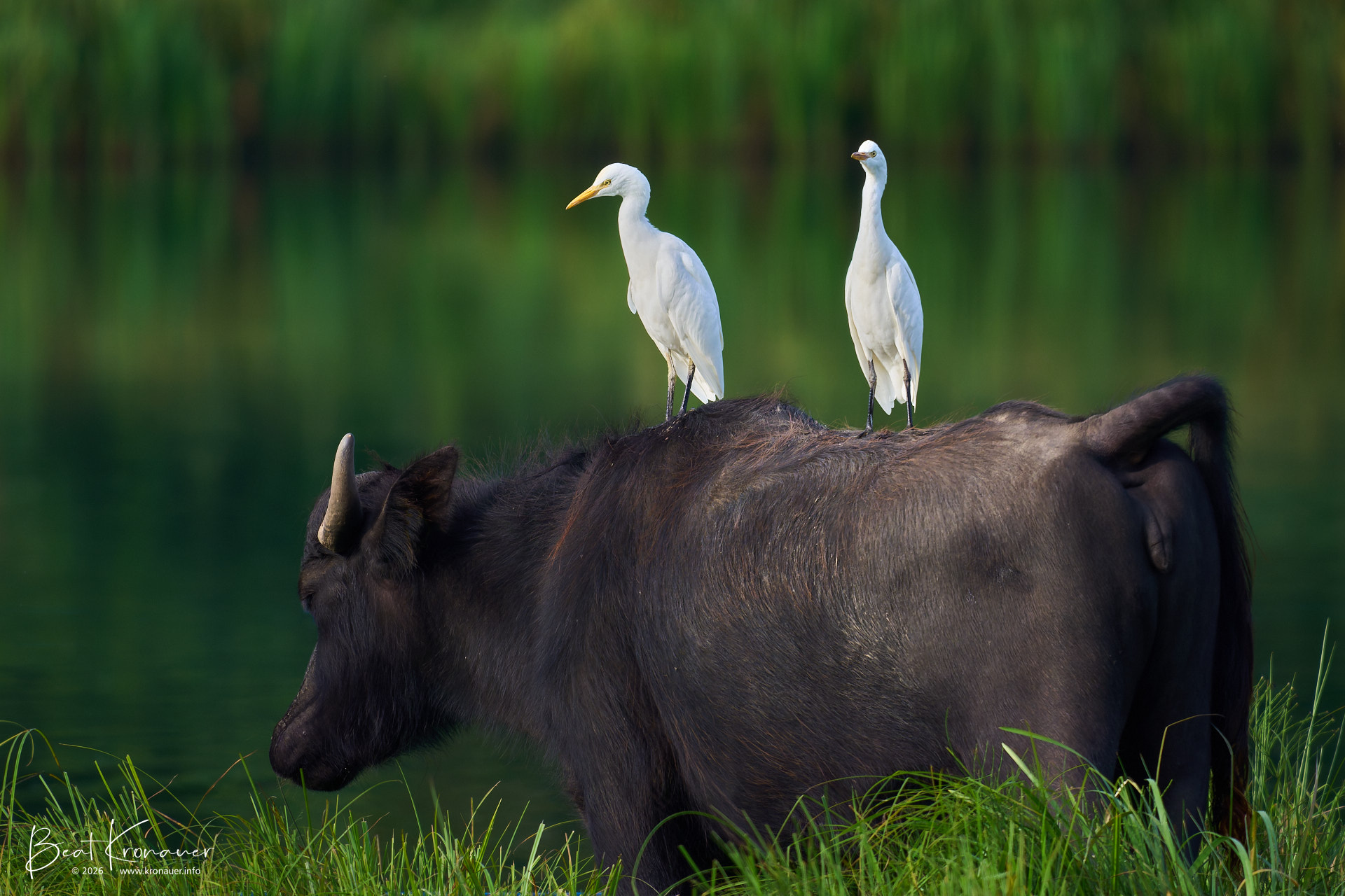 Kuhreiher (Bubulcus ibis), Cattle Egret, Unterlunkhofen, Flachsee, Kanton Aargau, Switzerland, Vogel Kuhreiher (Bubulcus ibis), Cattle Egret, Unterlunkhofen, Flachsee, Kanton Aargau, Switzerland, Vogel