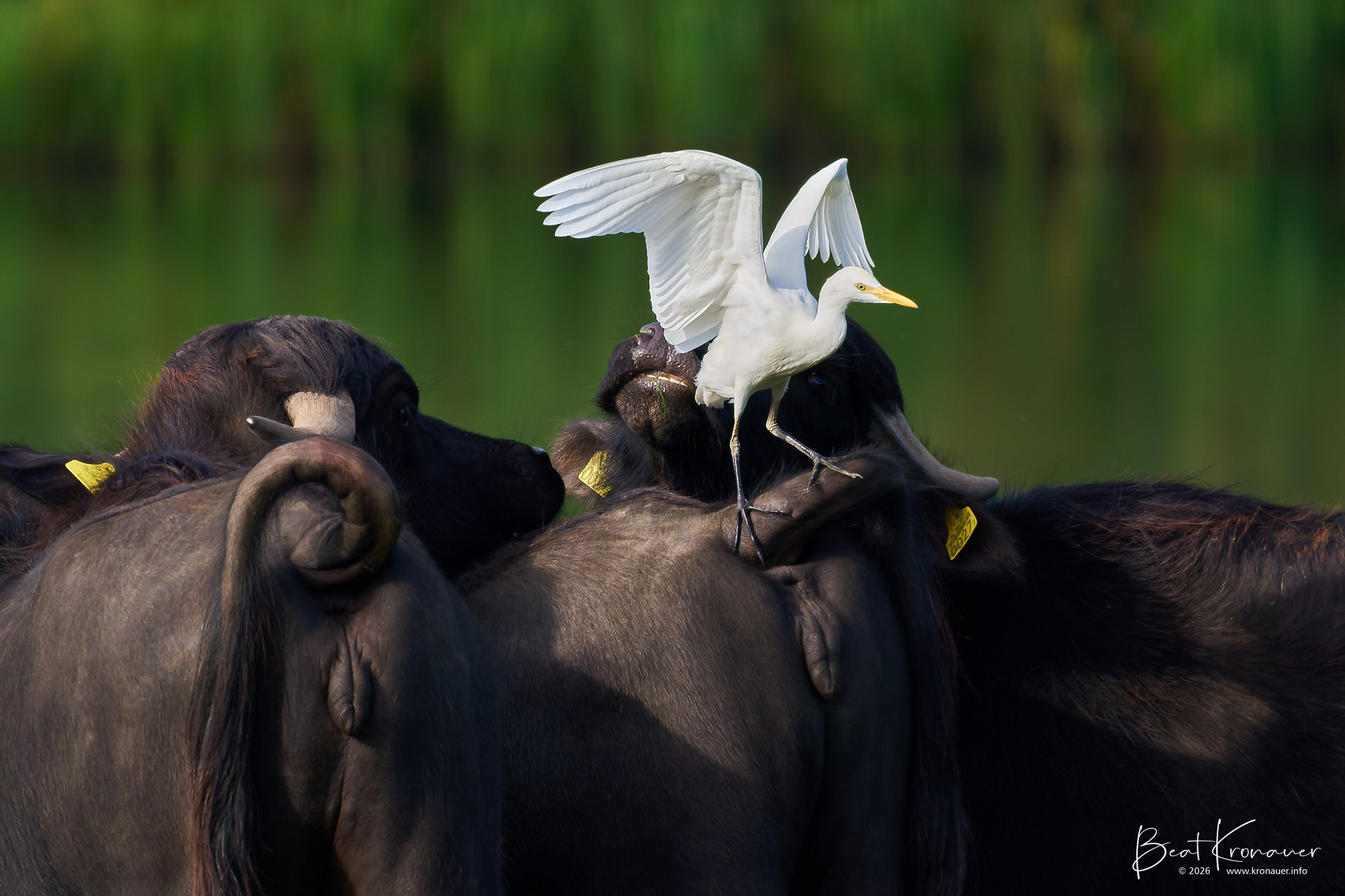Kuhreiher (Bubulcus ibis), Cattle Egret, Unterlunkhofen, Flachsee, Kanton Aargau, Switzerland, Vogel Kuhreiher (Bubulcus ibis), Cattle Egret, Unterlunkhofen, Flachsee, Kanton Aargau, Switzerland, Vogel
