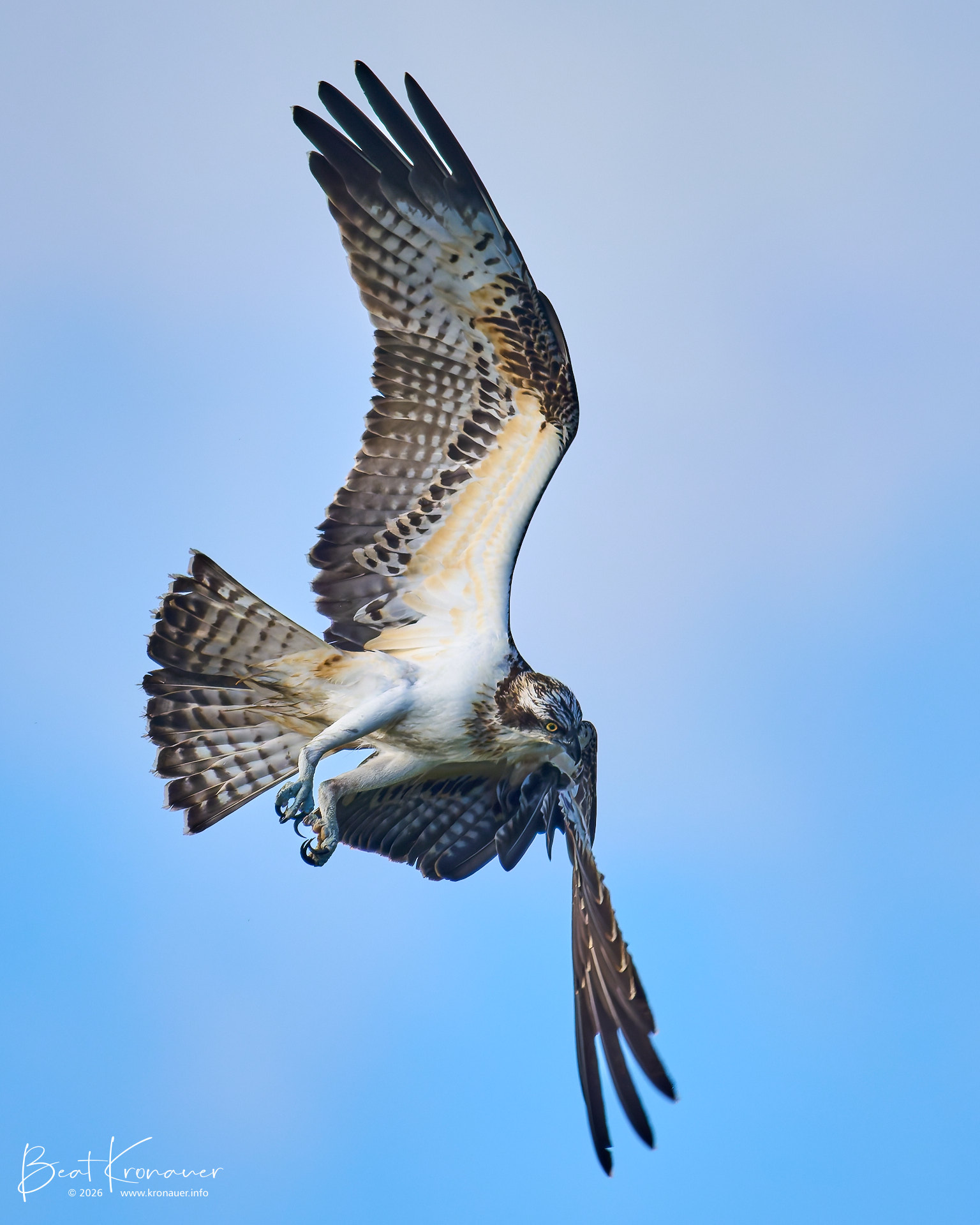 Fischadler (Pandion haliaetus), Osprey, Unterlunkhofen, Flachsee, Kanton Aargau, Switzerland, Vogel Fischadler (Pandion haliaetus), Osprey, Unterlunkhofen, Flachsee, Kanton Aargau, Switzerland, Vogel