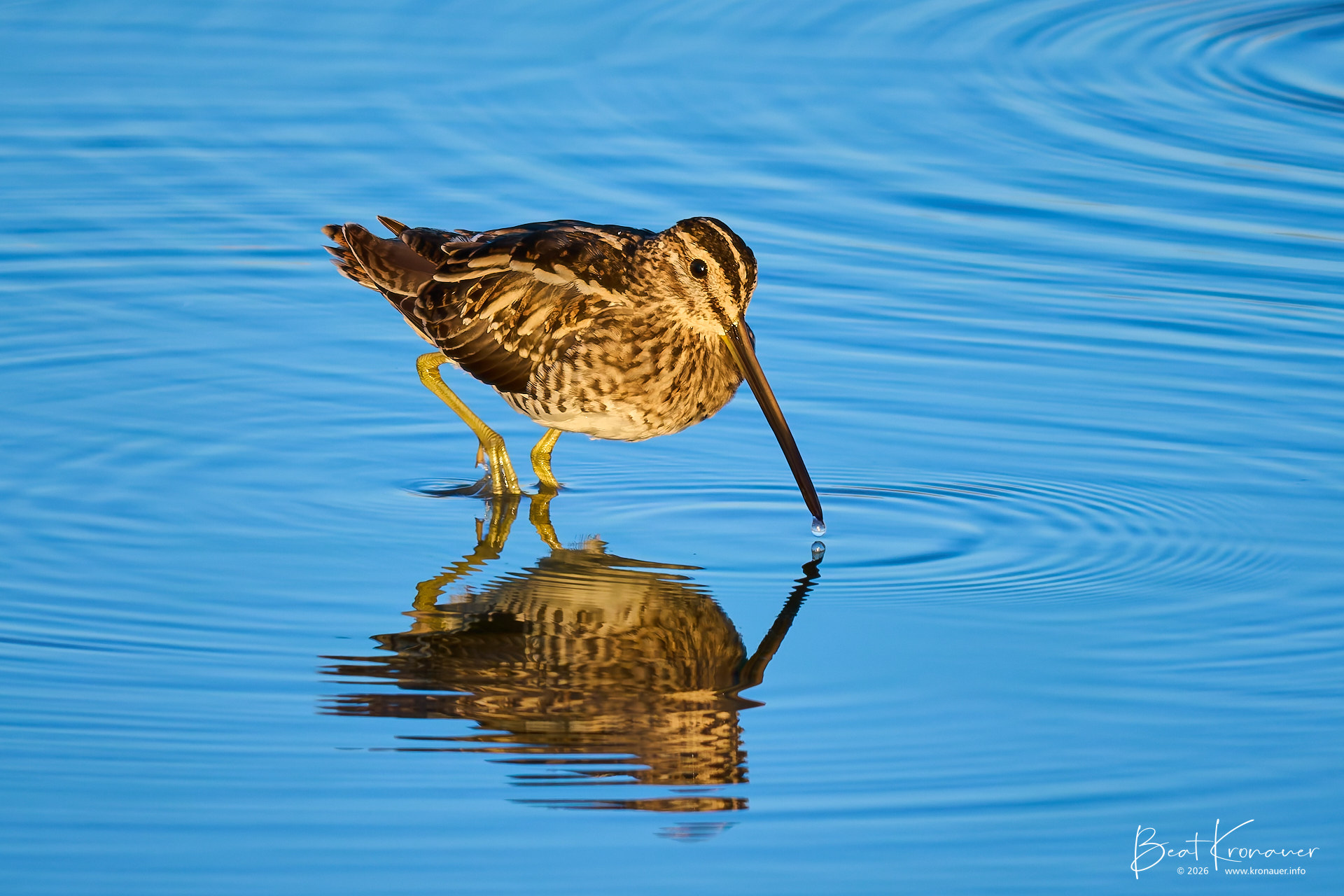 Bekassine (Gallinago gallinago), Sumpfschnepfe, Common Snipe, Rapperswil, Holzsteg, Kanton St. Gallen, Switzerland, Vogel Bekassine (Gallinago gallinago), Sumpfschnepfe, Common Snipe, Rapperswil, Holzsteg, Kanton St. Gallen, Switzerland, Vogel