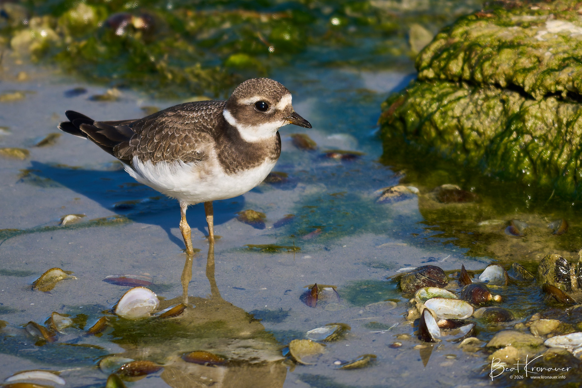 Sandregenpfeifer (Charadrius hiaticula), Common Ringed Plover, Jungvogel, Rapperswil, Holzsteg, Kanton St. Gallen, Switzerland, Vogel Sandregenpfeifer (Charadrius hiaticula), Common Ringed Plover, Jungvogel, Rapperswil, Holzsteg, Kanton St. Gallen, Switzerland, Vogel