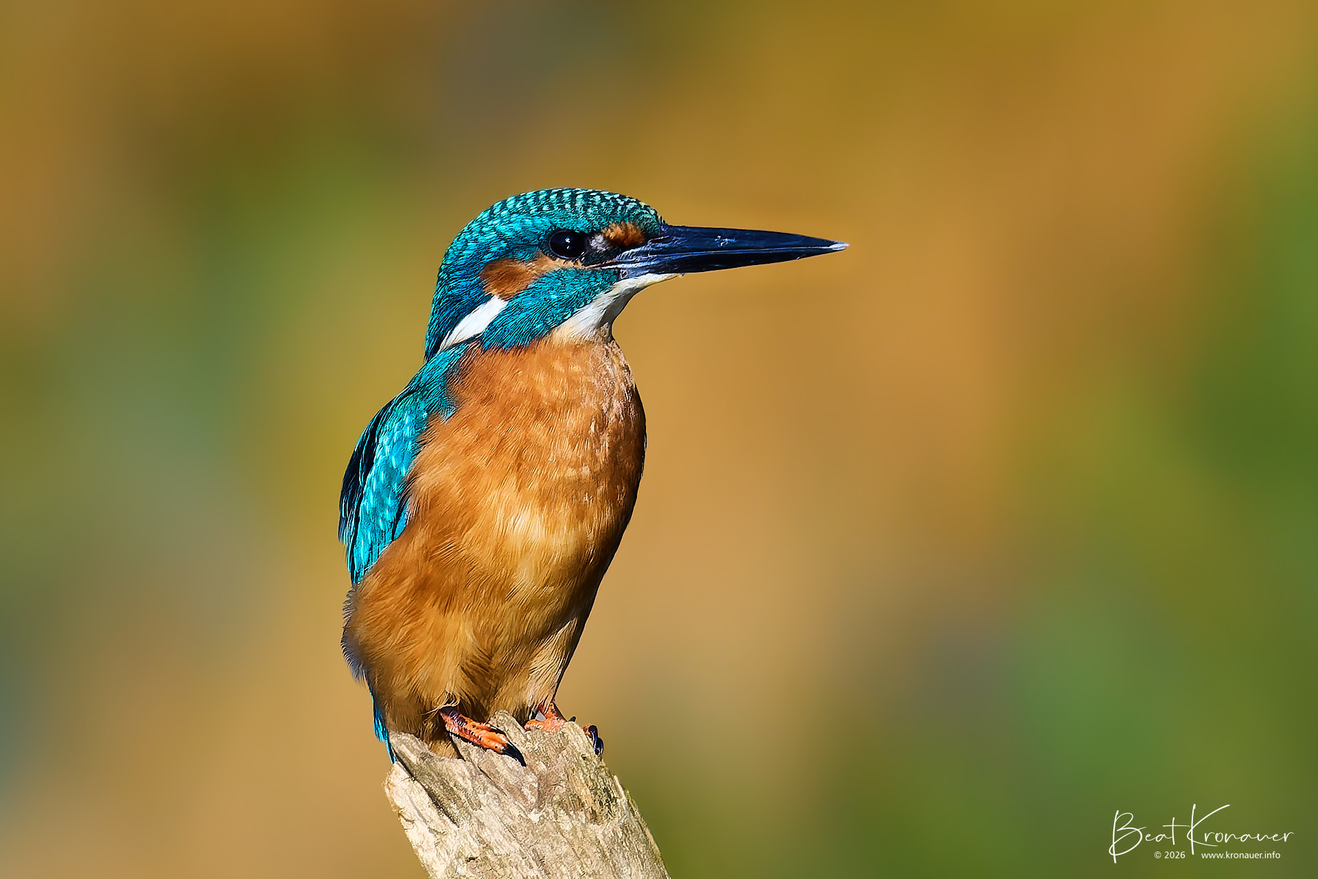 Eisvogel (Alcedo atthis), Common Kingfisher, Männchen, Unterlunkhofen, Flachsee, Kanton Aargau, Switzerland, Vogel Eisvogel (Alcedo atthis), Common Kingfisher, Männchen, Unterlunkhofen, Flachsee, Kanton Aargau, Switzerland, Vogel