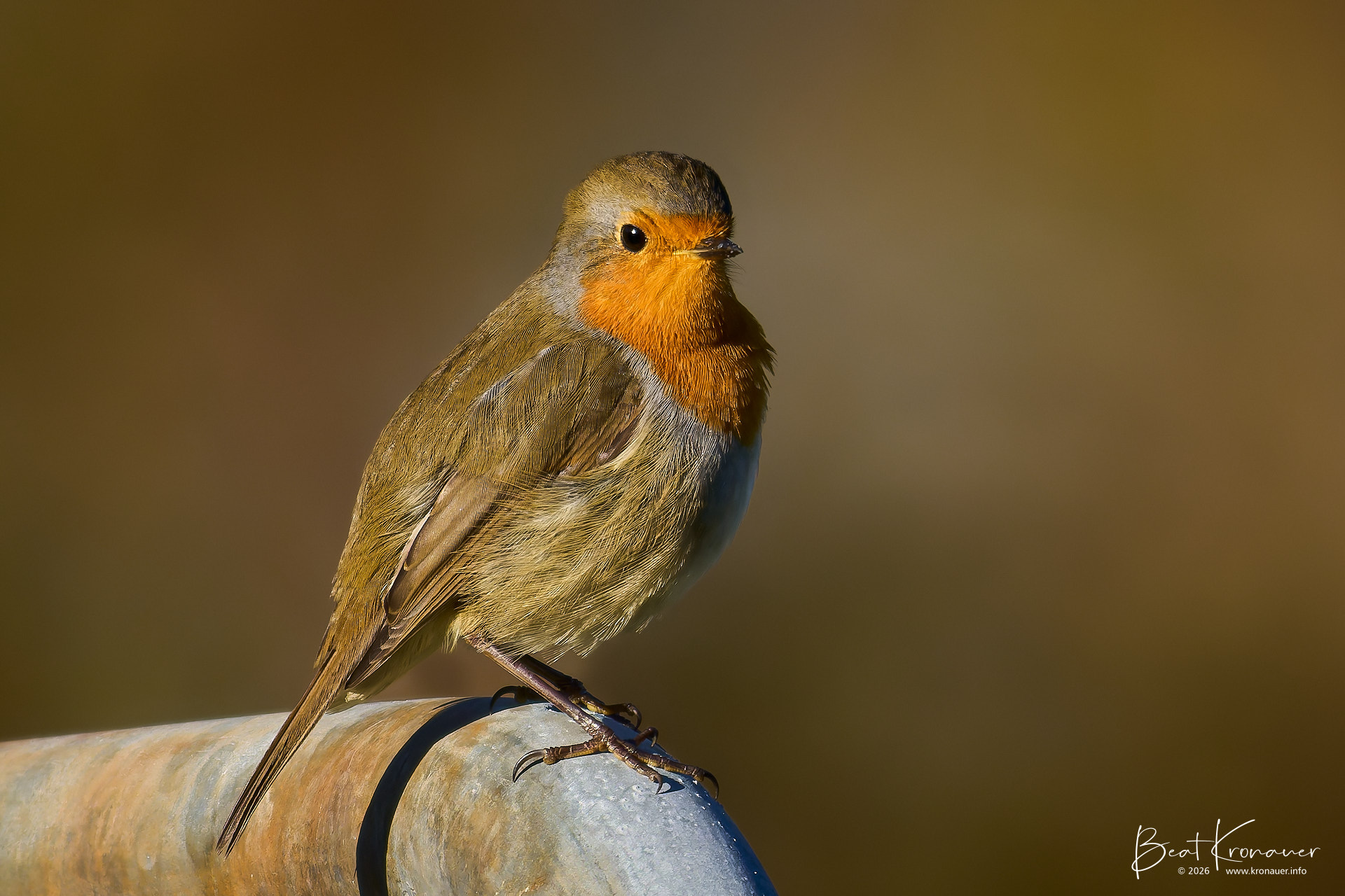 Rotkehlchen (Erithacus rubecula), European Robin, Seedorf, Naturschutzgebiet Reussdelta, Kanton Uri, Switzerland, Vogel Rotkehlchen (Erithacus rubecula), European Robin, Seedorf, Naturschutzgebiet Reussdelta, Kanton Uri, Switzerland, Vogel