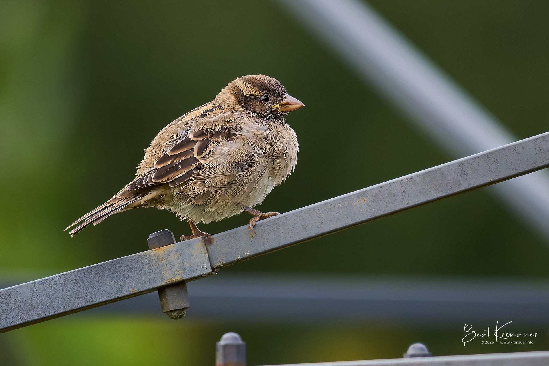 Haussperling (Passer domesticus), Spatz, House Sparrow, Jungvogel, Flüelen, Naturschutzgebiet Reussdelta, Kanton Uri, Switzerland, Vogel Haussperling (Passer domesticus), Spatz, House Sparrow, Jungvogel, Flüelen, Naturschutzgebiet Reussdelta, Kanton Uri, Switzerland, Vogel