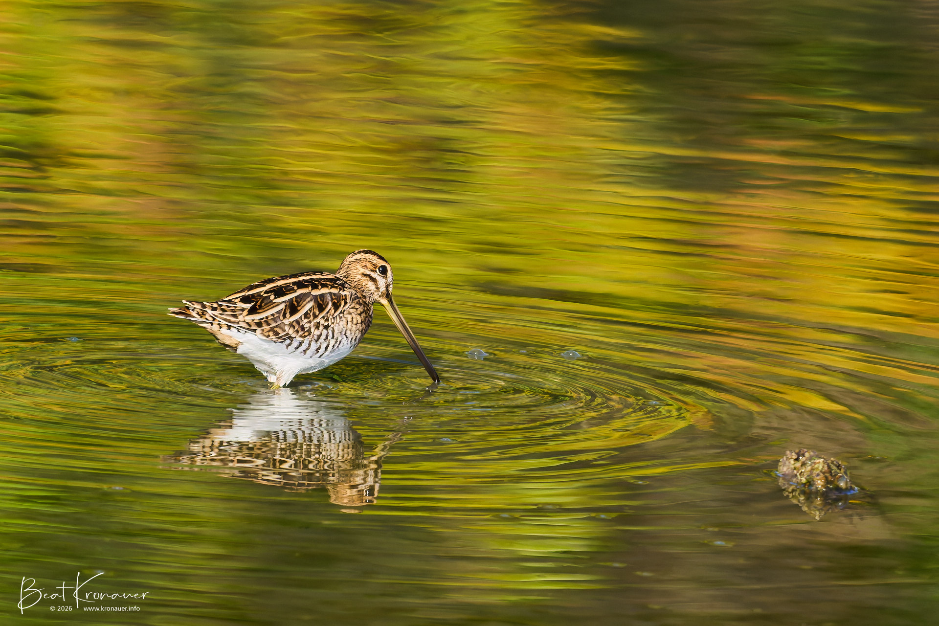 Bekassine (Gallinago gallinago), Sumpfschnepfe, Common Snipe, Rapperswil, Holzsteg, Kanton St. Gallen, Switzerland, Vogel Bekassine (Gallinago gallinago), Sumpfschnepfe, Common Snipe, Rapperswil, Holzsteg, Kanton St. Gallen, Switzerland, Vogel