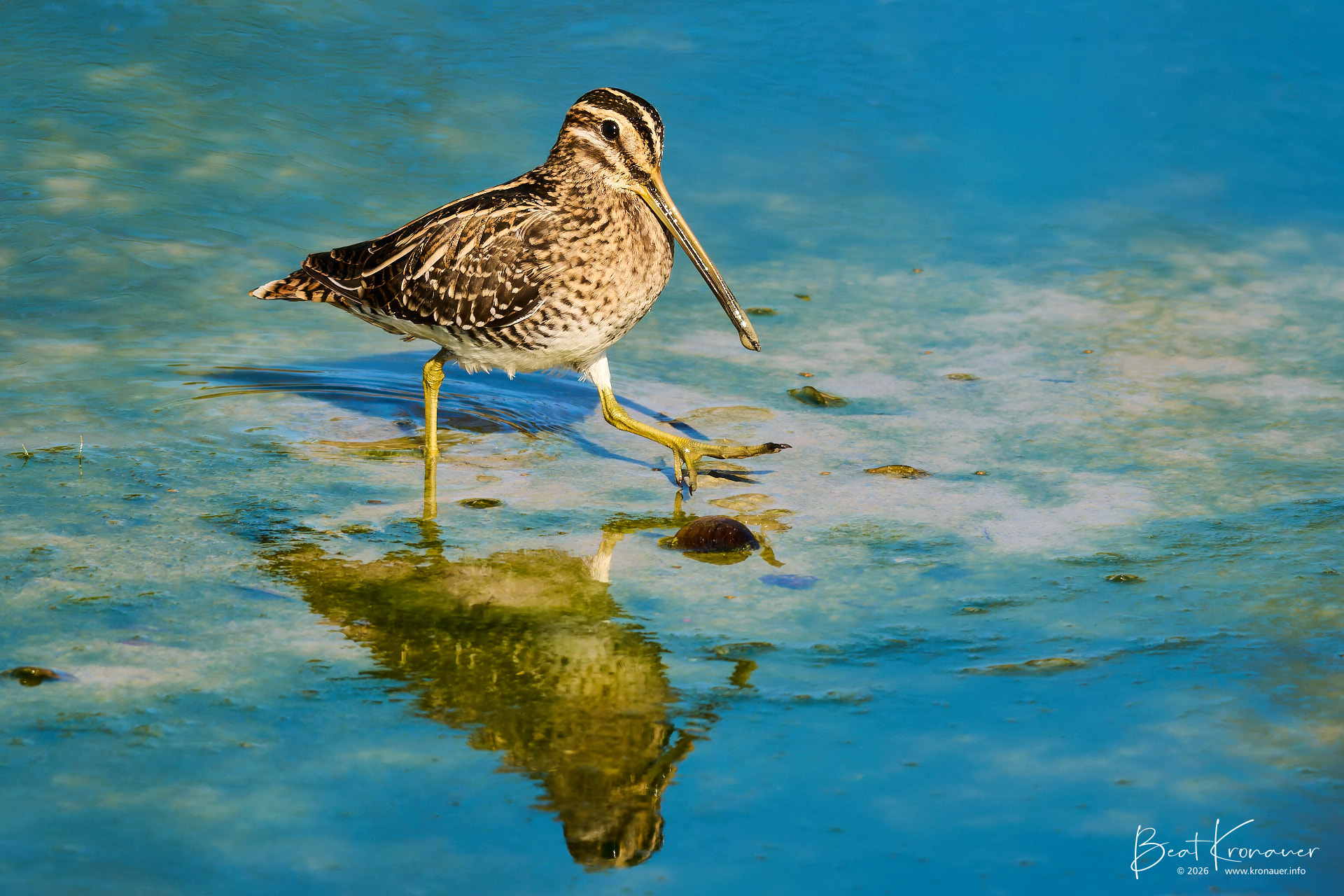 Bekassine (Gallinago gallinago), Sumpfschnepfe, Common Snipe, Rapperswil, Holzsteg, Kanton St. Gallen, Switzerland, Vogel Bekassine (Gallinago gallinago), Sumpfschnepfe, Common Snipe, Rapperswil, Holzsteg, Kanton St. Gallen, Switzerland, Vogel