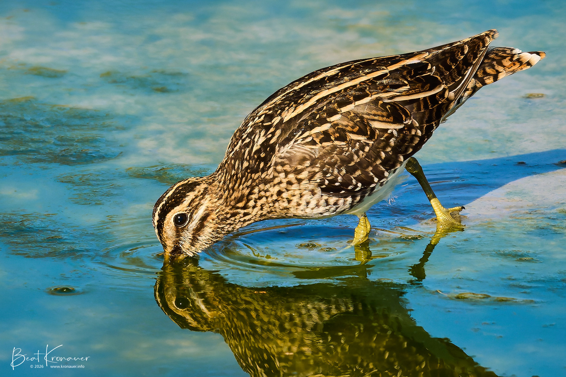 Bekassine (Gallinago gallinago), Sumpfschnepfe, Common Snipe, Rapperswil, Holzsteg, Kanton St. Gallen, Switzerland, Vogel Bekassine (Gallinago gallinago), Sumpfschnepfe, Common Snipe, Rapperswil, Holzsteg, Kanton St. Gallen, Switzerland, Vogel