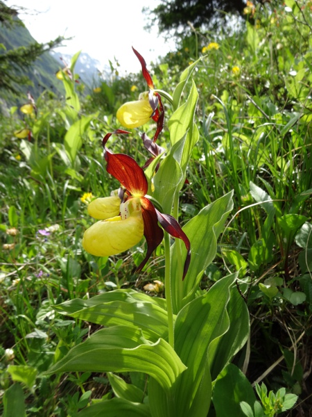 Gelber Frauenschuh (Cypripedium calceolus)