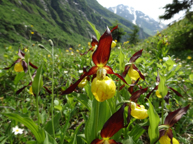 Gelber Frauenschuh (Cypripedium calceolus) im Maderanertal