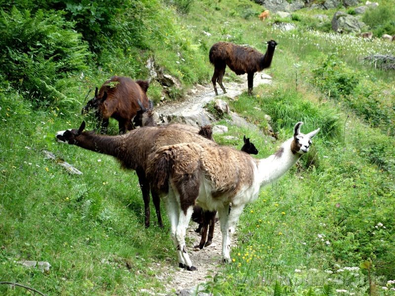 Lamas auf Wanderweg im Maderanertal