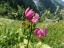 Maderanertal