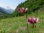 Maderanertal