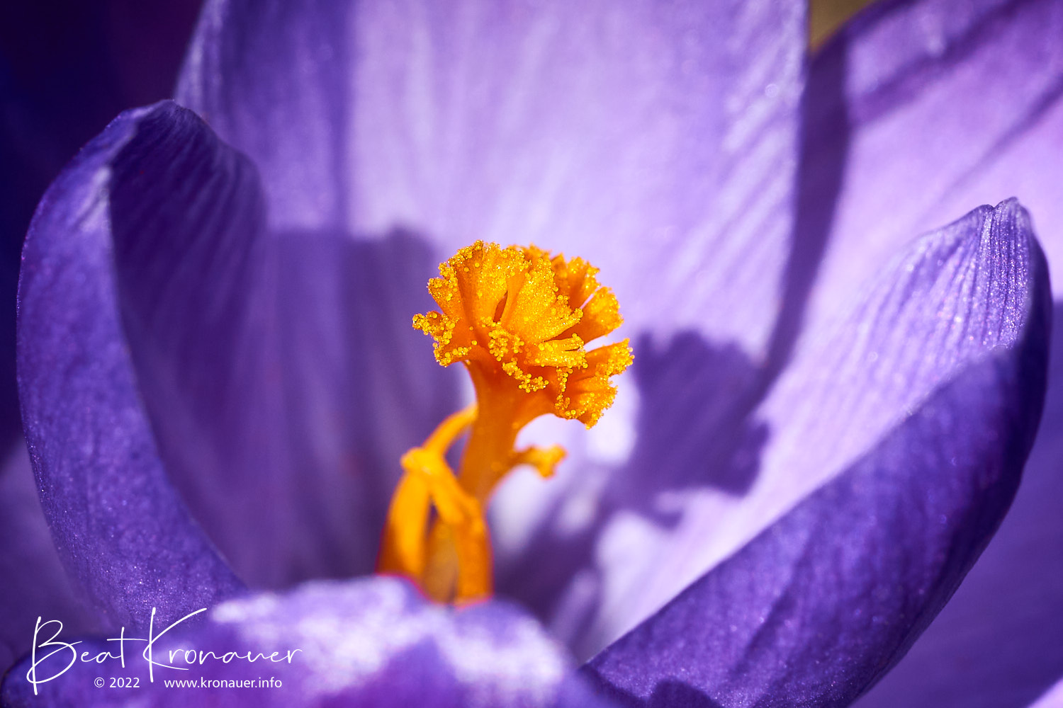 Krokus (Crocus), Ratzi, Uri, Blume violett Krokus (Crocus), Ratzi, Uri, Blume violett