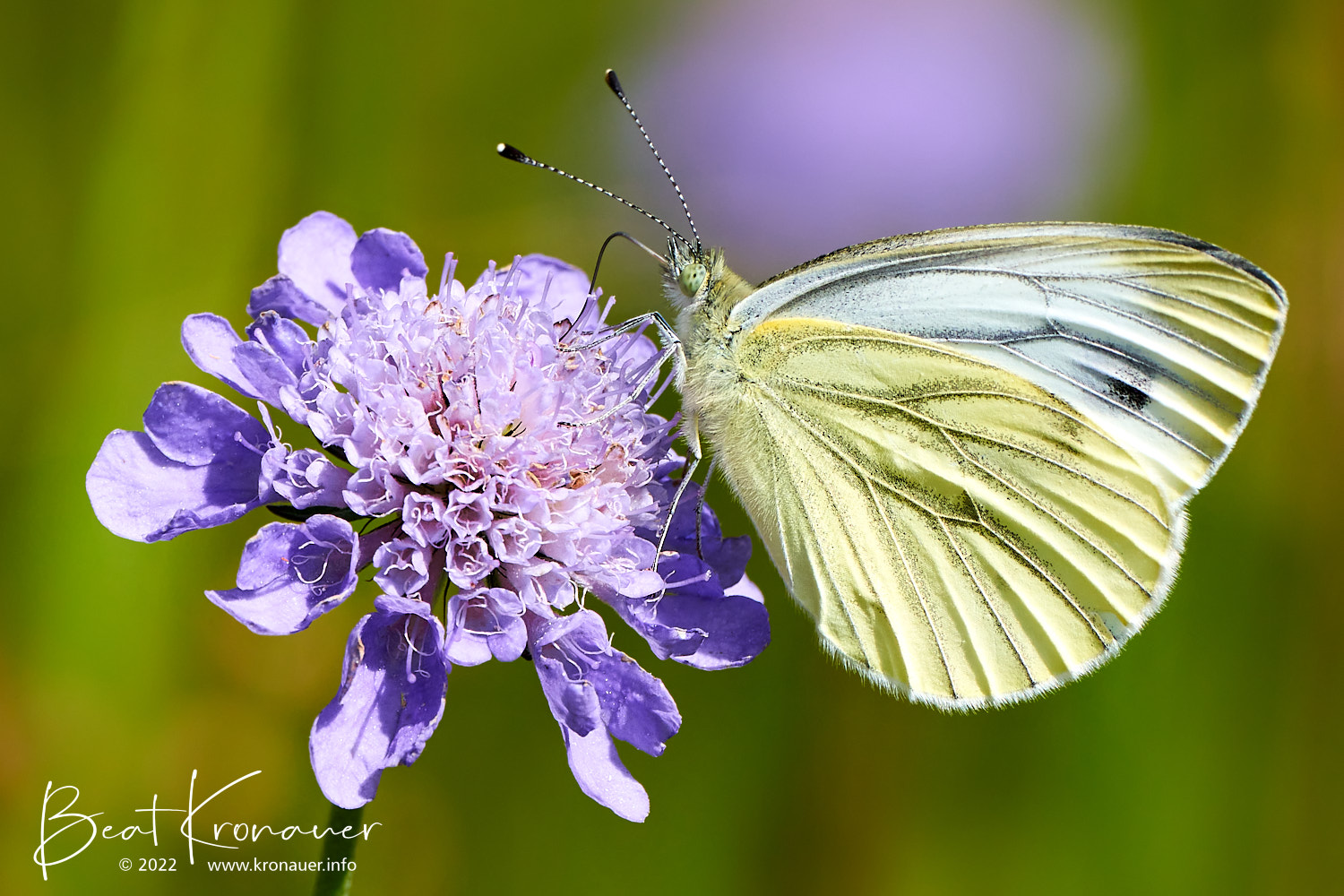 Rapsweissling (Pieris napi), Grünader-Weissling, Rottenschwil, Naturschutzgebiet, Stille Reuss, Giritz, Kanton Aargau, Schmetterling Rapsweissling (Pieris napi), Grünader-Weissling, Rottenschwil, Naturschutzgebiet, Stille Reuss, Giritz, Kanton Aargau, Schmetterling