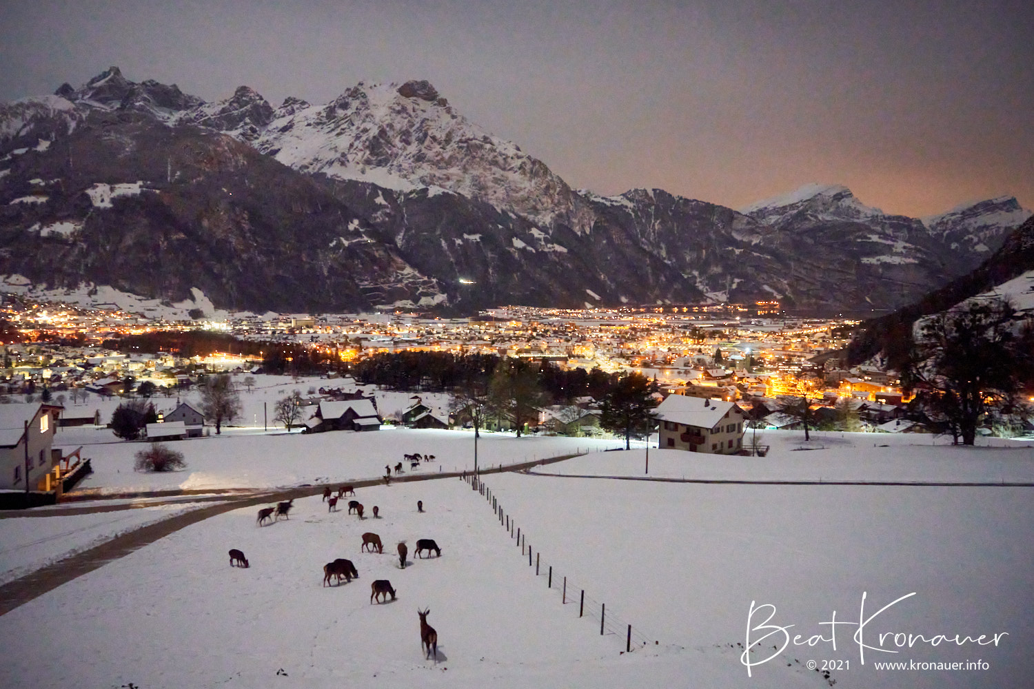 Hirsche auf verschneiter Wiese um Mitternacht in Bürglen, Uri